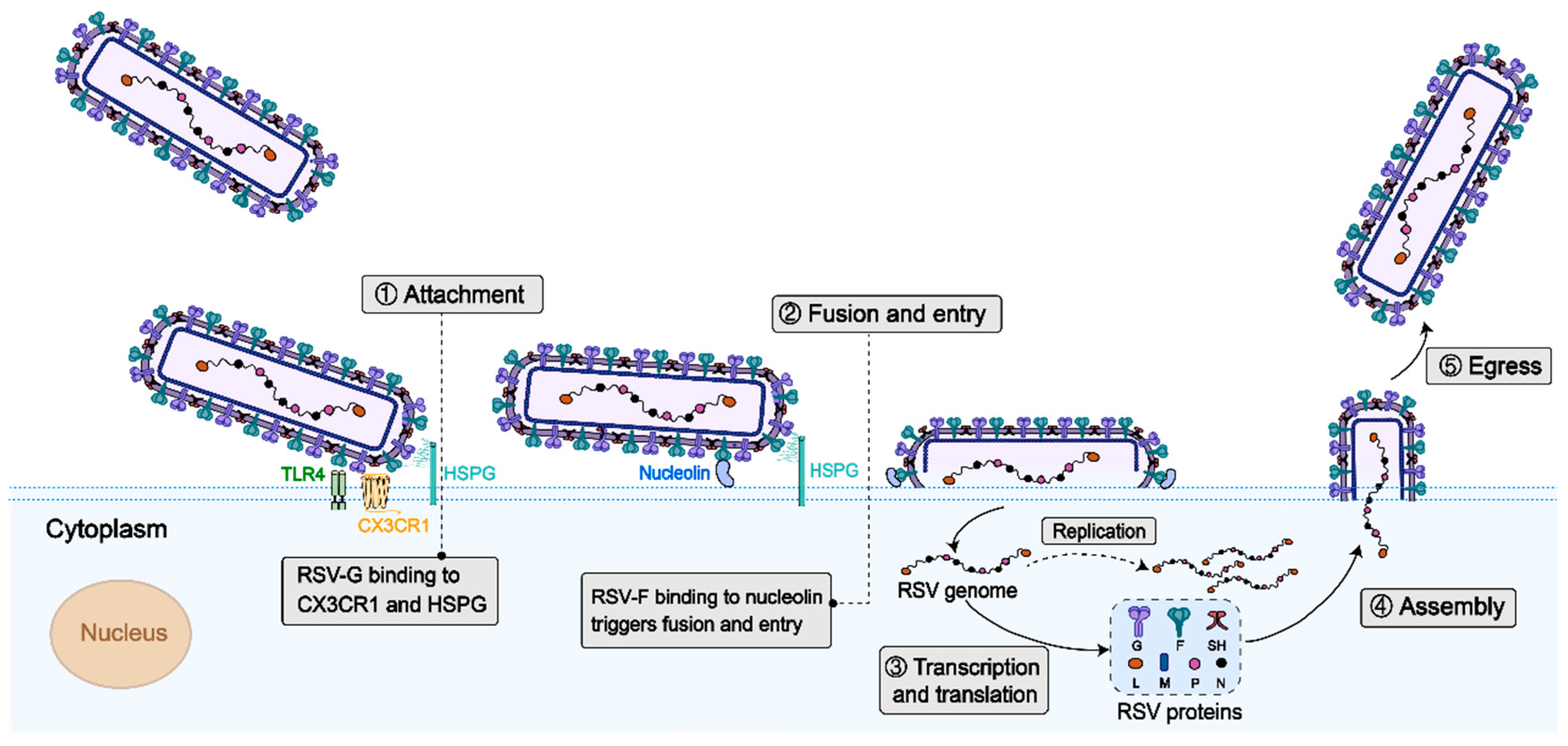 Progress on Respiratory Syncytial Virus Vaccine Development and ...