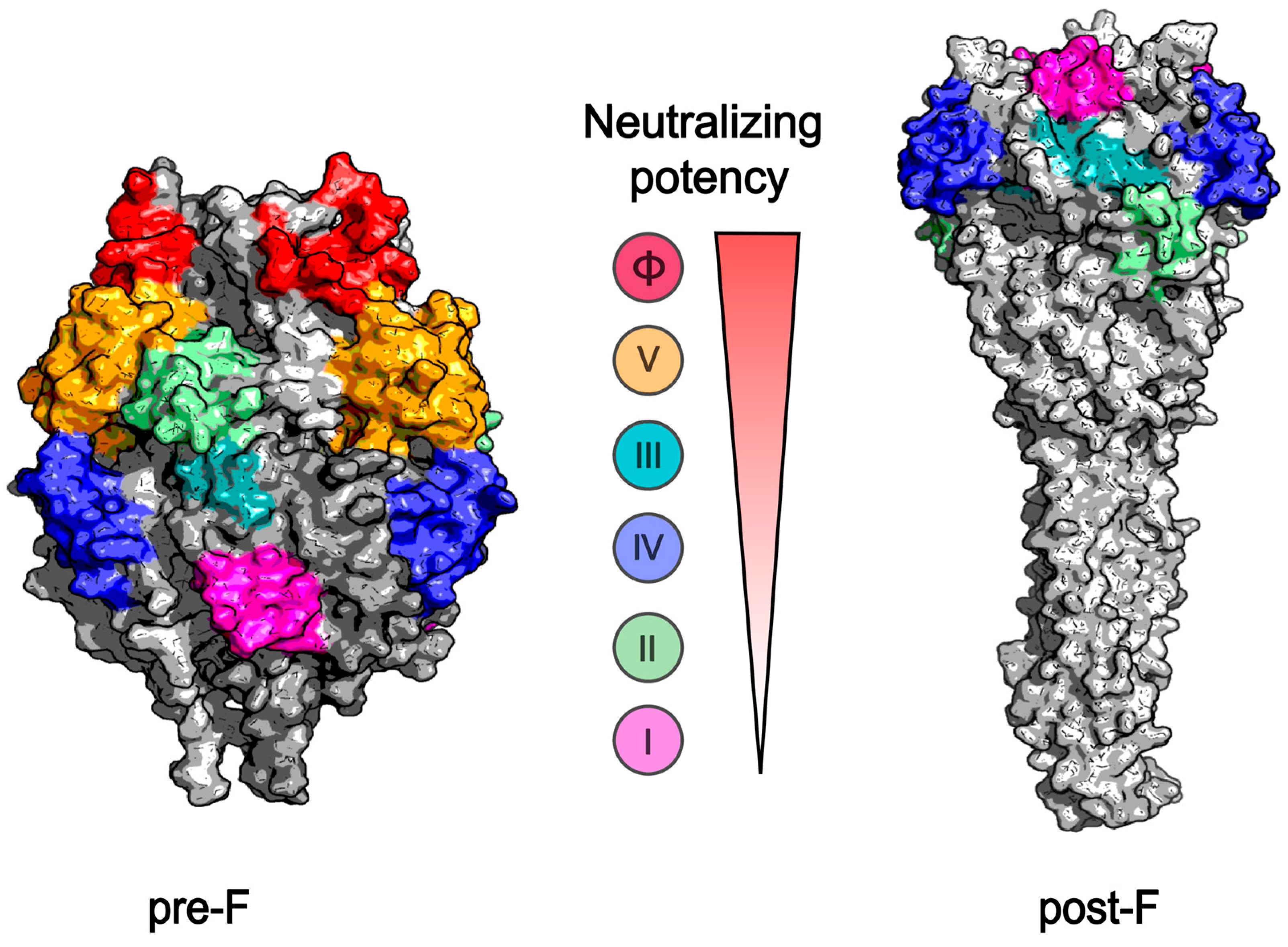 Progress on Respiratory Syncytial Virus Vaccine Development and ...