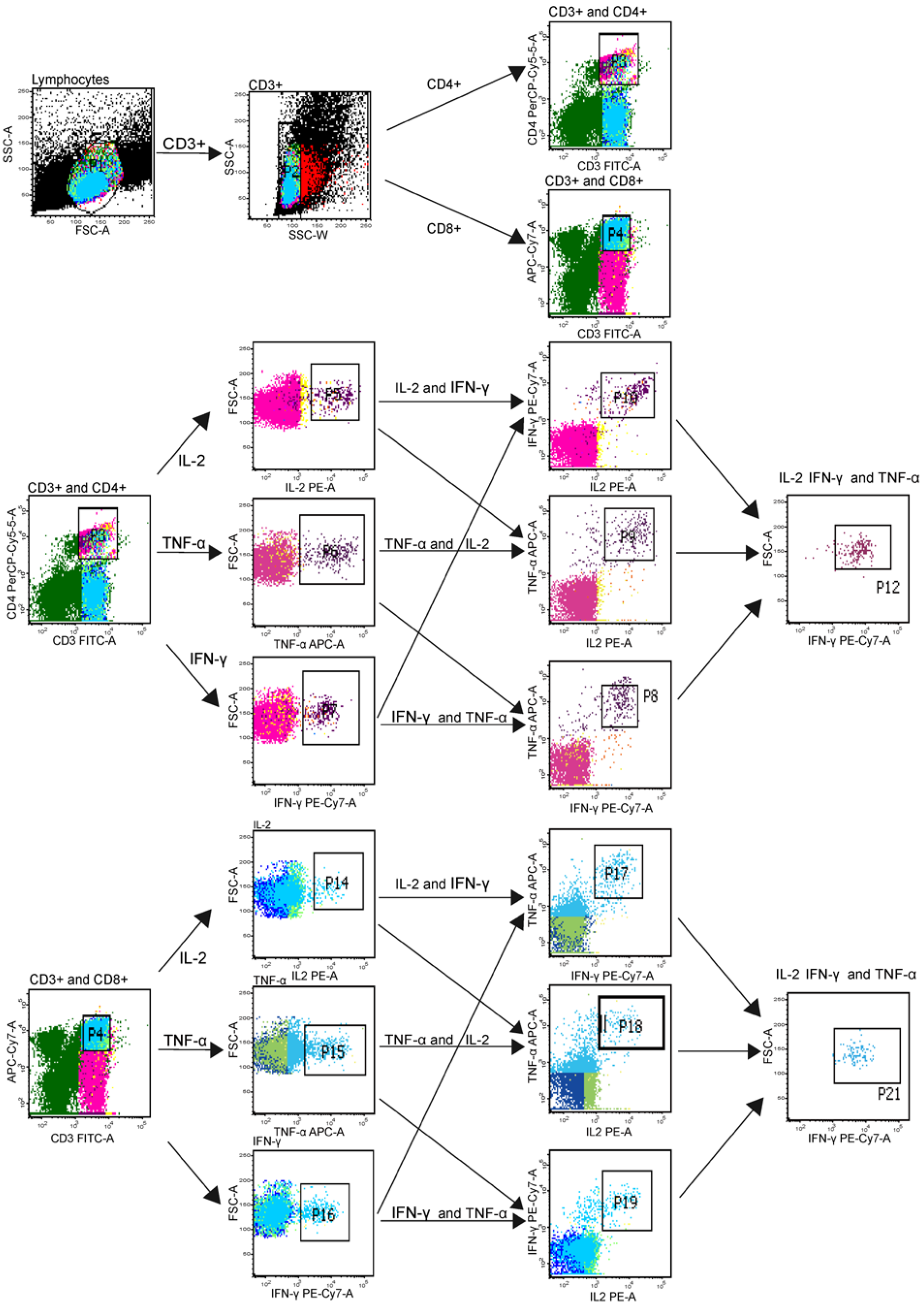 Decade-Long Sustained Cellular Immunity Induced by Sequential and ...