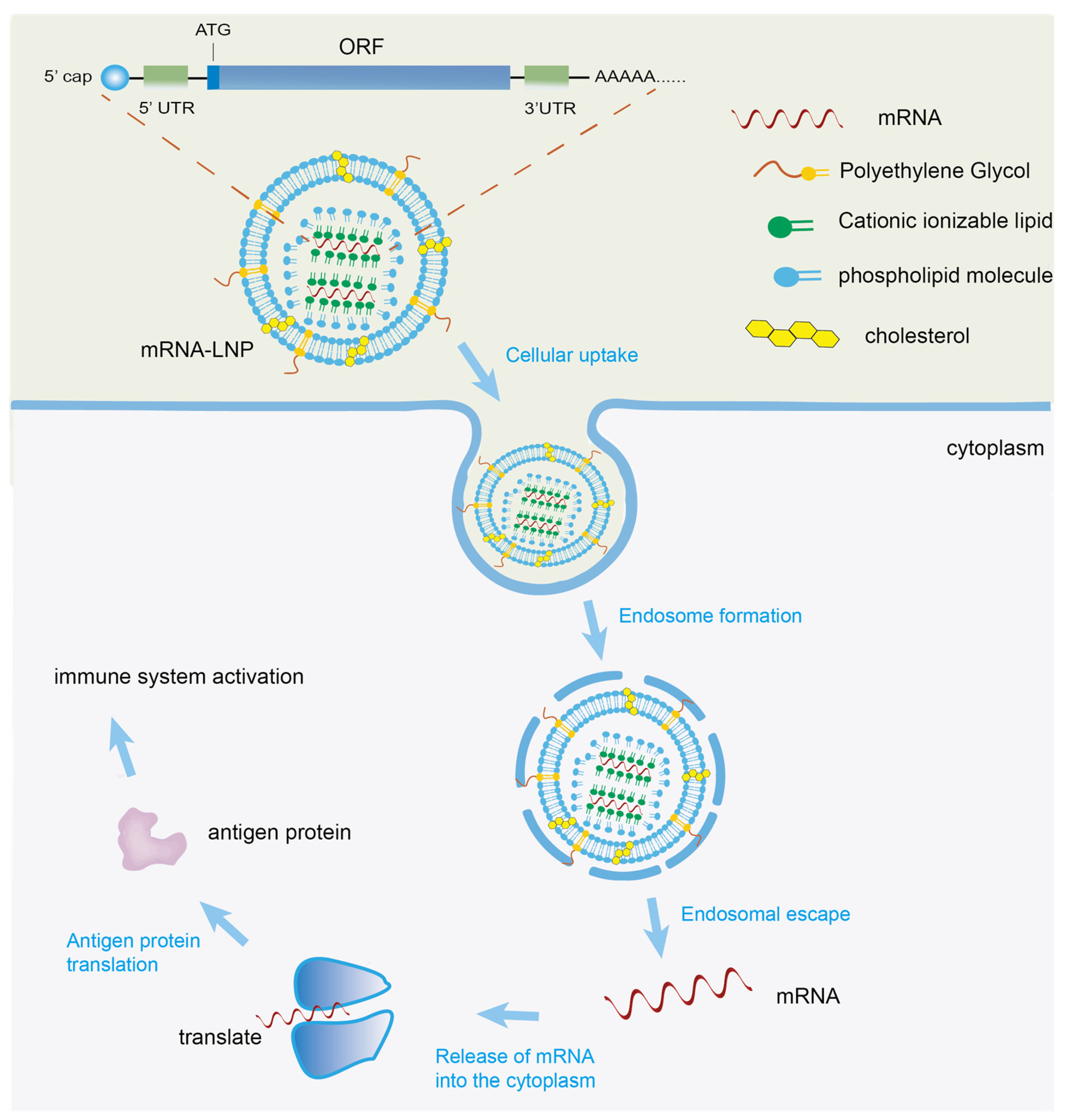 From Design to Clinical Use: mRNA Vaccines for Infectious Diseases and ...