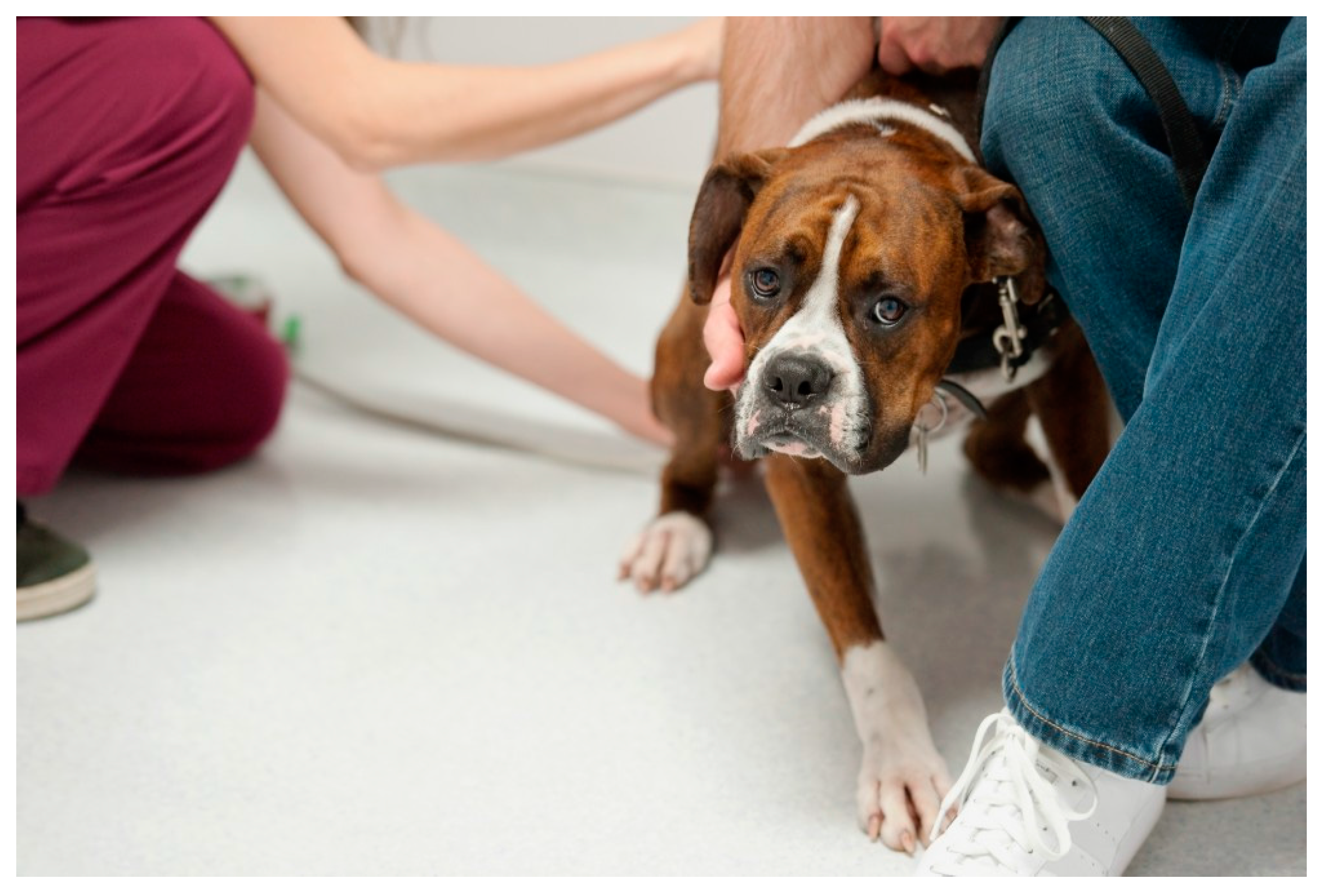 Veterinary Sciences Free Full Text Minimising Stress For Patients Veterinary Sciences Free Full Text Minimising Stress For Patients