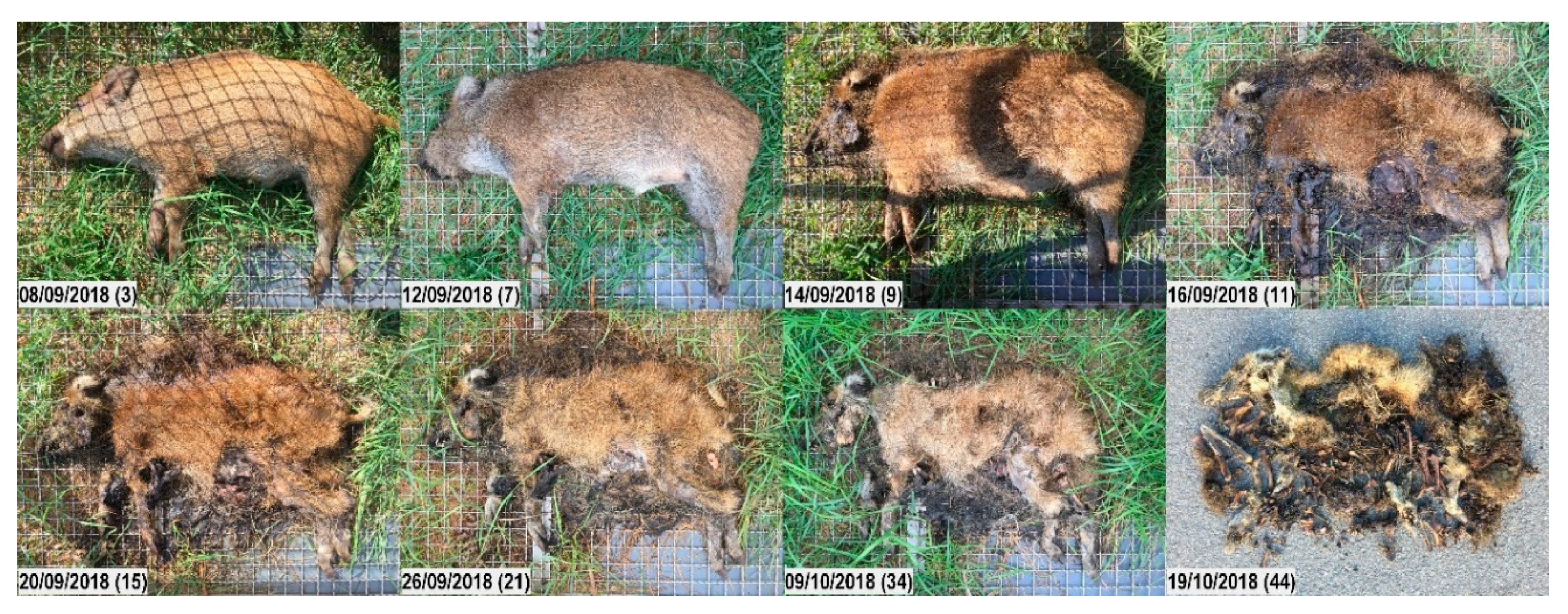 Veterinary Sciences | Free Full-Text | Estimating the Postmortem Interval  of Wild Boar Carcasses