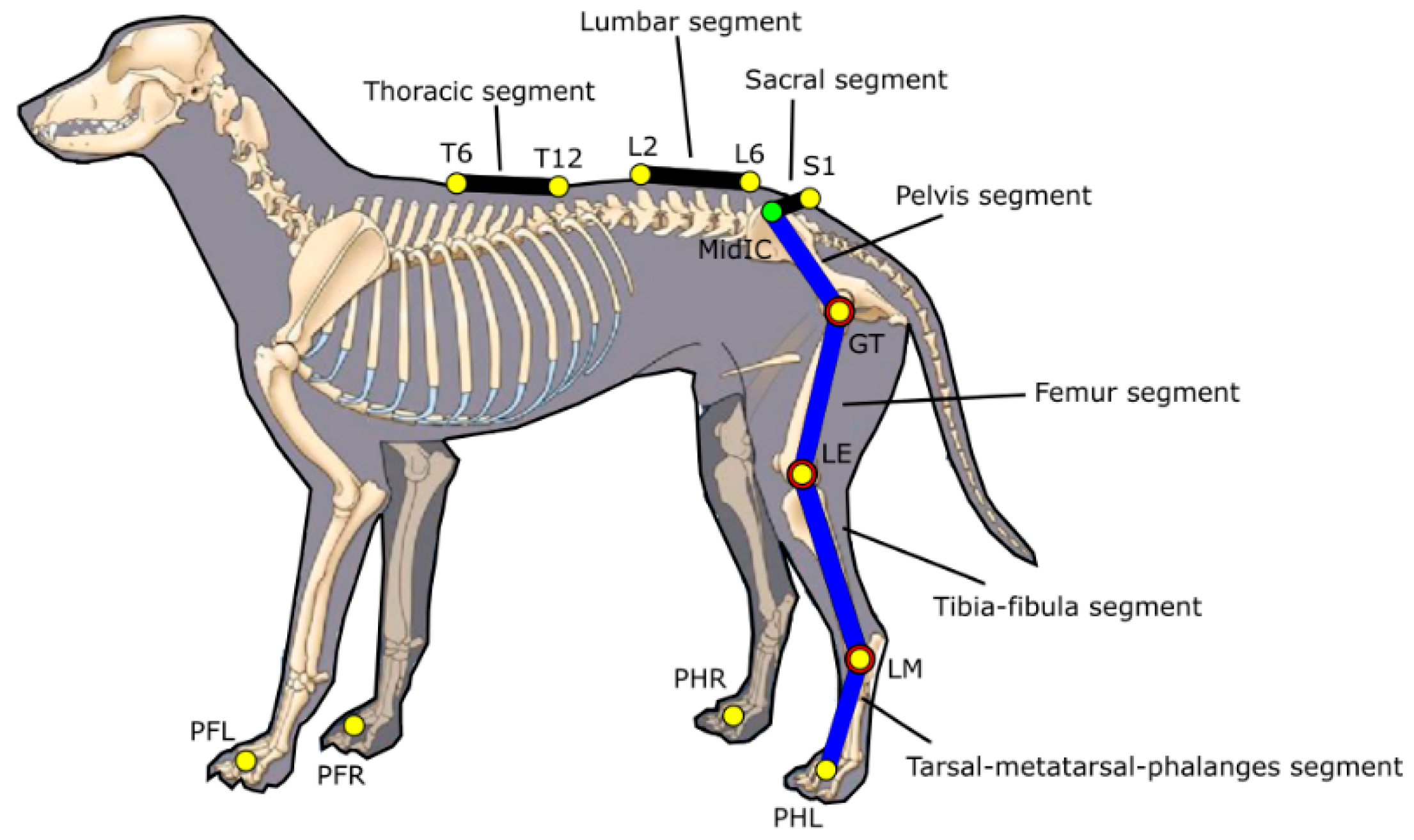 Veterinary Sciences | Free Full-Text | A Canine Gait Analysis Protocol for  Back Movement Assessment in German Shepherd Dogs