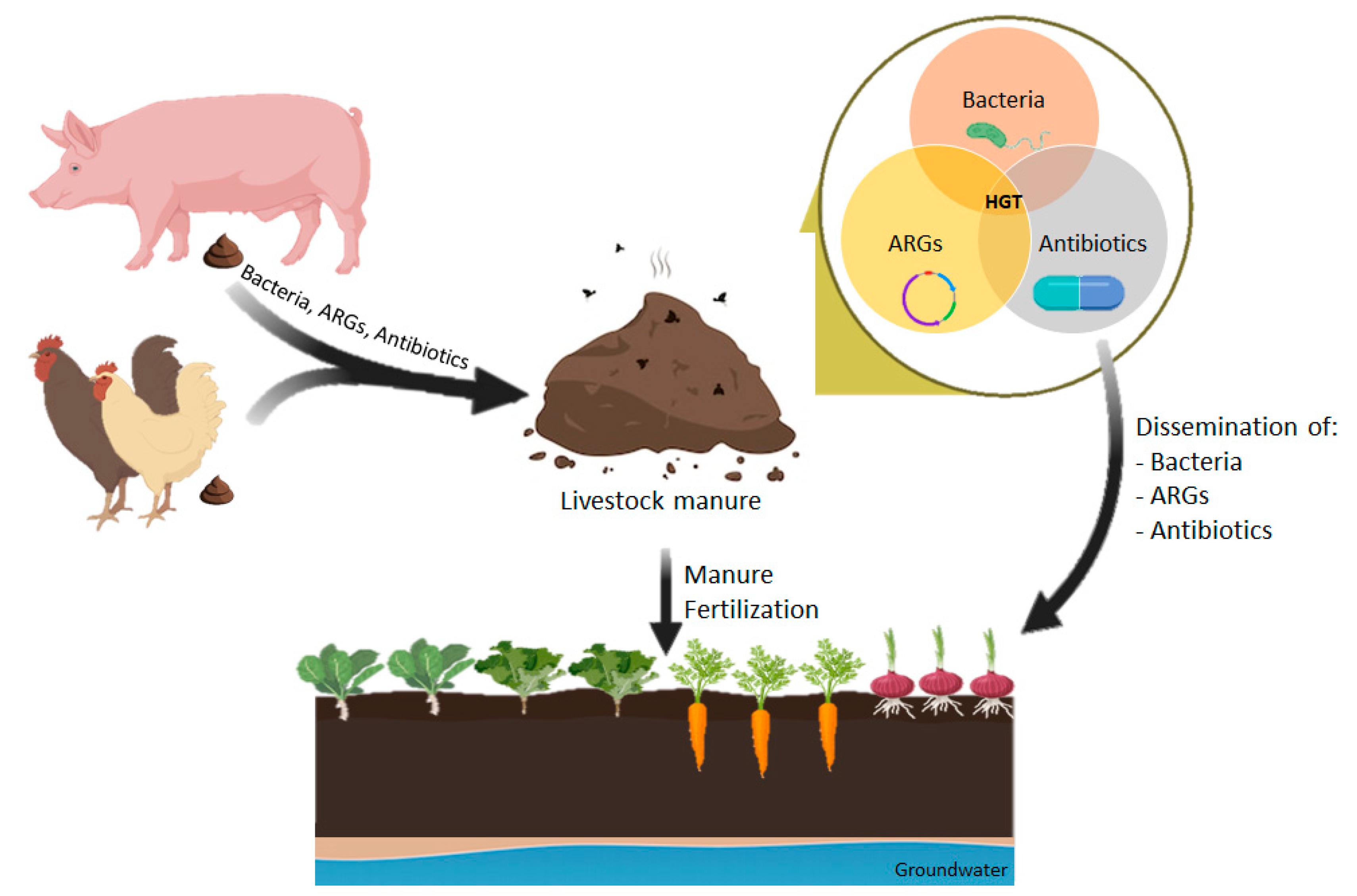 Veterinary Sciences | Free Full-Text | Manure as a Potential Hotspot for  Antibiotic Resistance Dissemination by Horizontal Gene Transfer Events