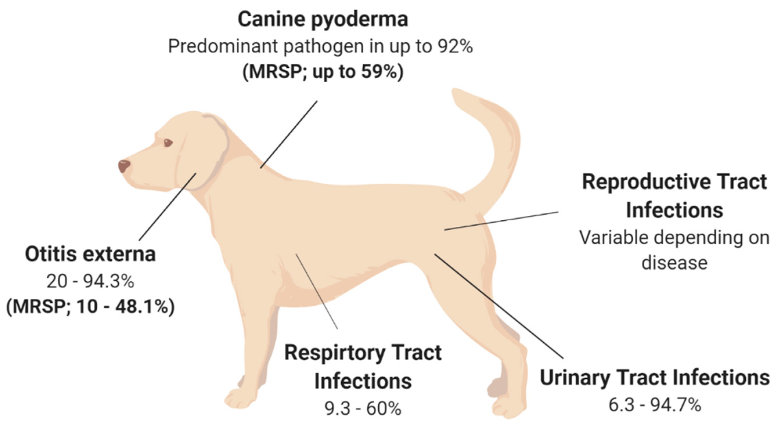 Veterinary Sciences | Free Full-Text | The Complex Diseases of  Staphylococcus pseudintermedius in Canines: Where to Next?