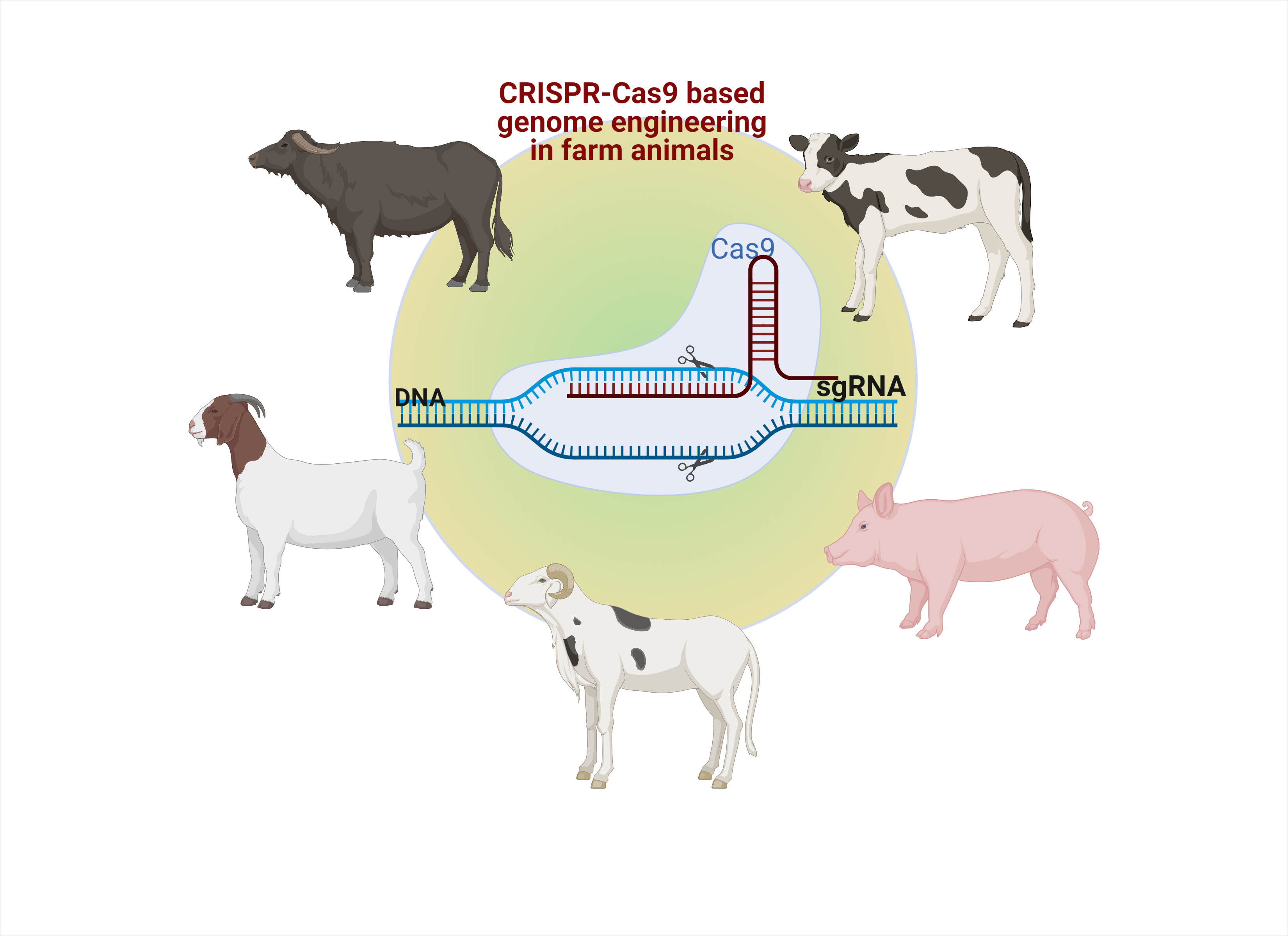 Veterinary Sciences Free Full-Text Impact of CRISPR-Cas9-Based Genome Engineering in Farm Animals