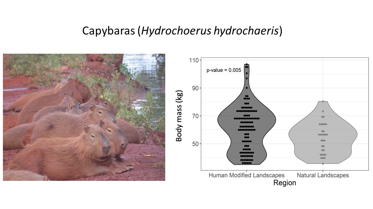 Veterinary Sciences Free Full-Text Morphometric Patterns and Blood Biochemistry of Capybaras (Hydrochoerus hydrochaeris) from Human-Modified Landscapes and Natural Landscapes in Brazil