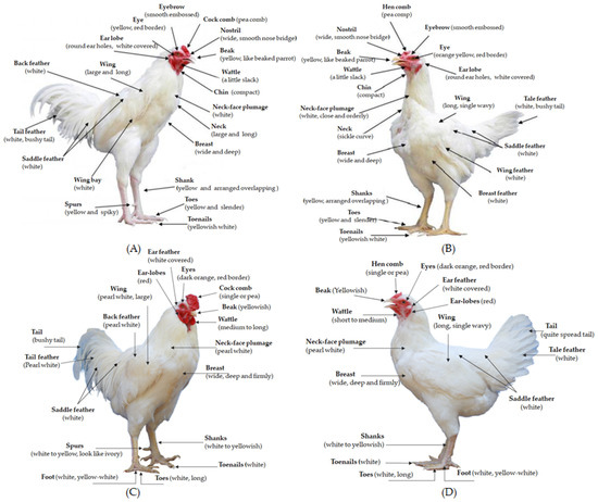 EXTERNAL ANATOMY OF CHICKENS – Small and backyard poultry