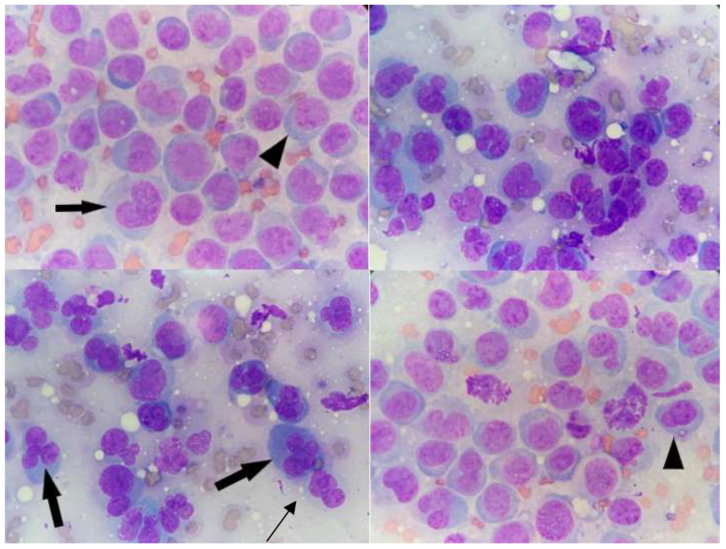 Veterinary Sciences Free Full Text Non Epitheliotropic B Cell 