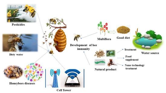 Honey Bee Identification, Habits & Behavior
