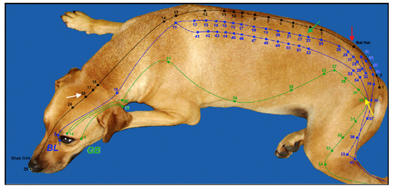Veterinary Sciences | Free Full-Text | Evidence-Based Application of  Acupuncture for Pain Management in Companion Animal Medicine