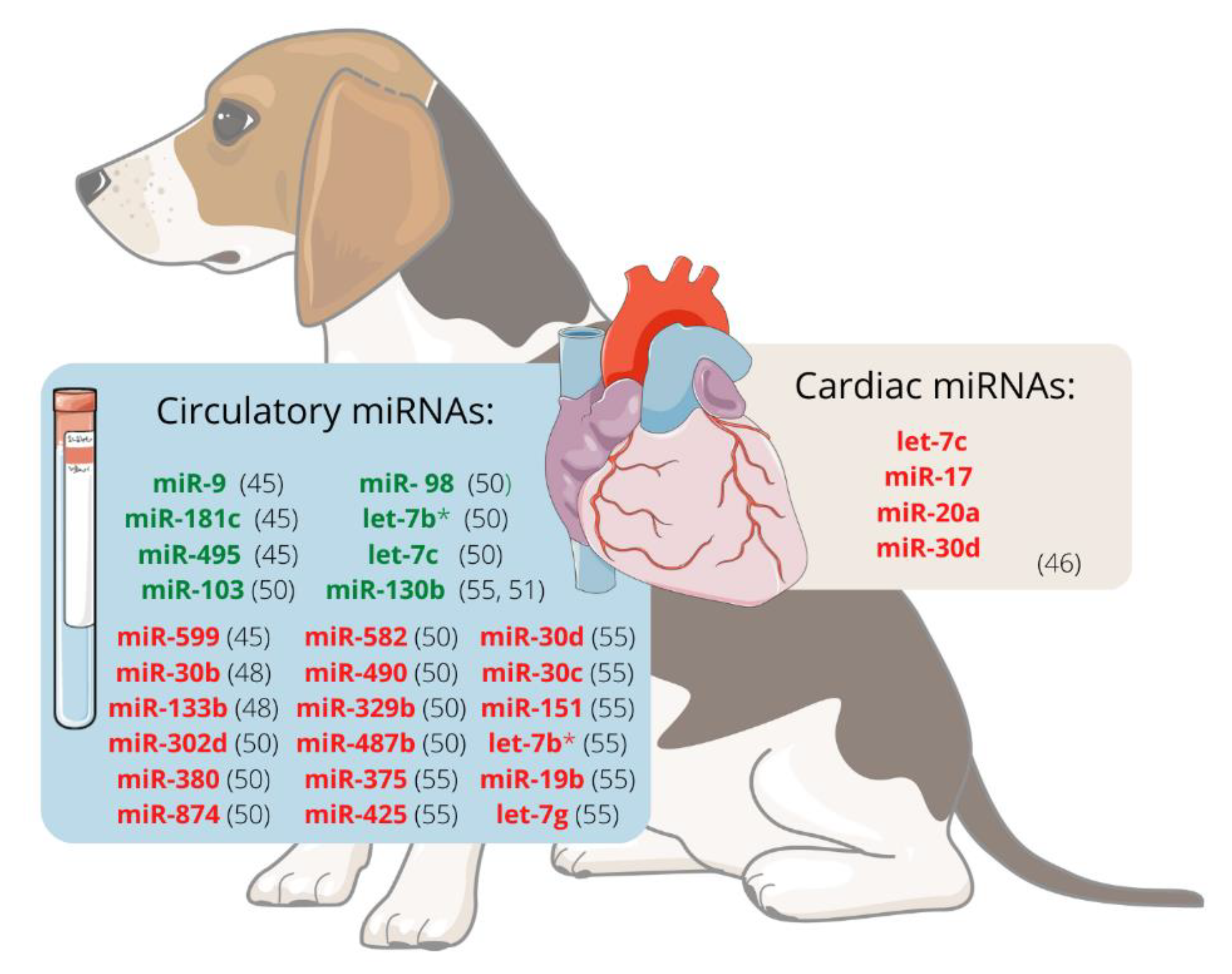 Veterinary Sciences | Free Full-Text | Emerging Roles of Micrornas in  Veterinary Cardiology