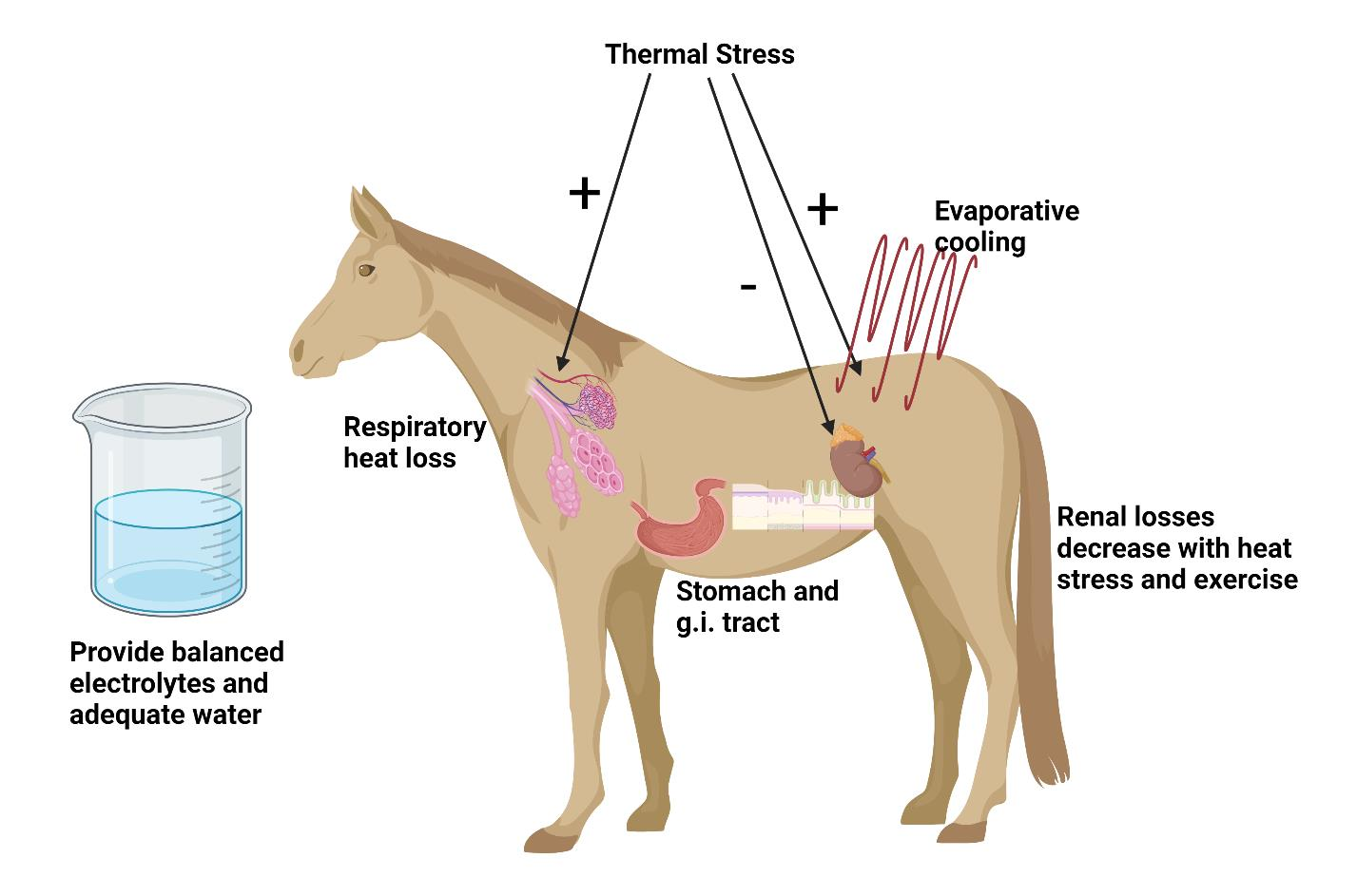 How to Feed a Horse: Understanding the Basic Principles of Horse Nutrition