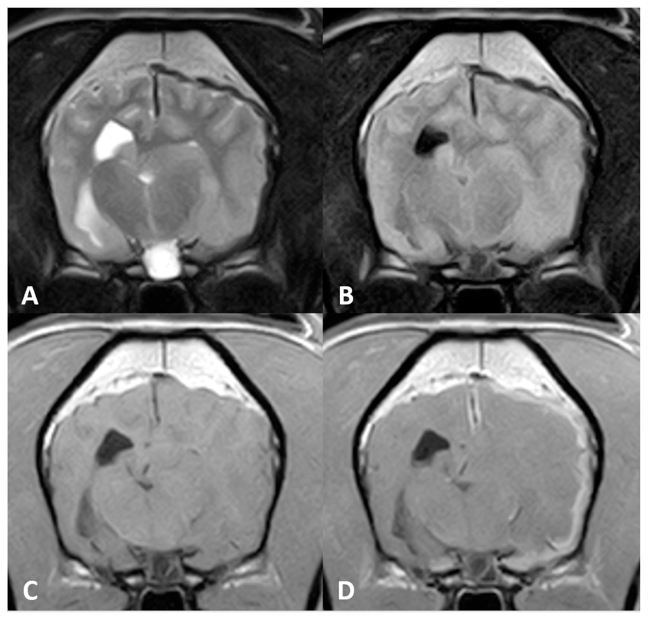 veterinary-sciences-free-full-text-intracranial-granular-cell