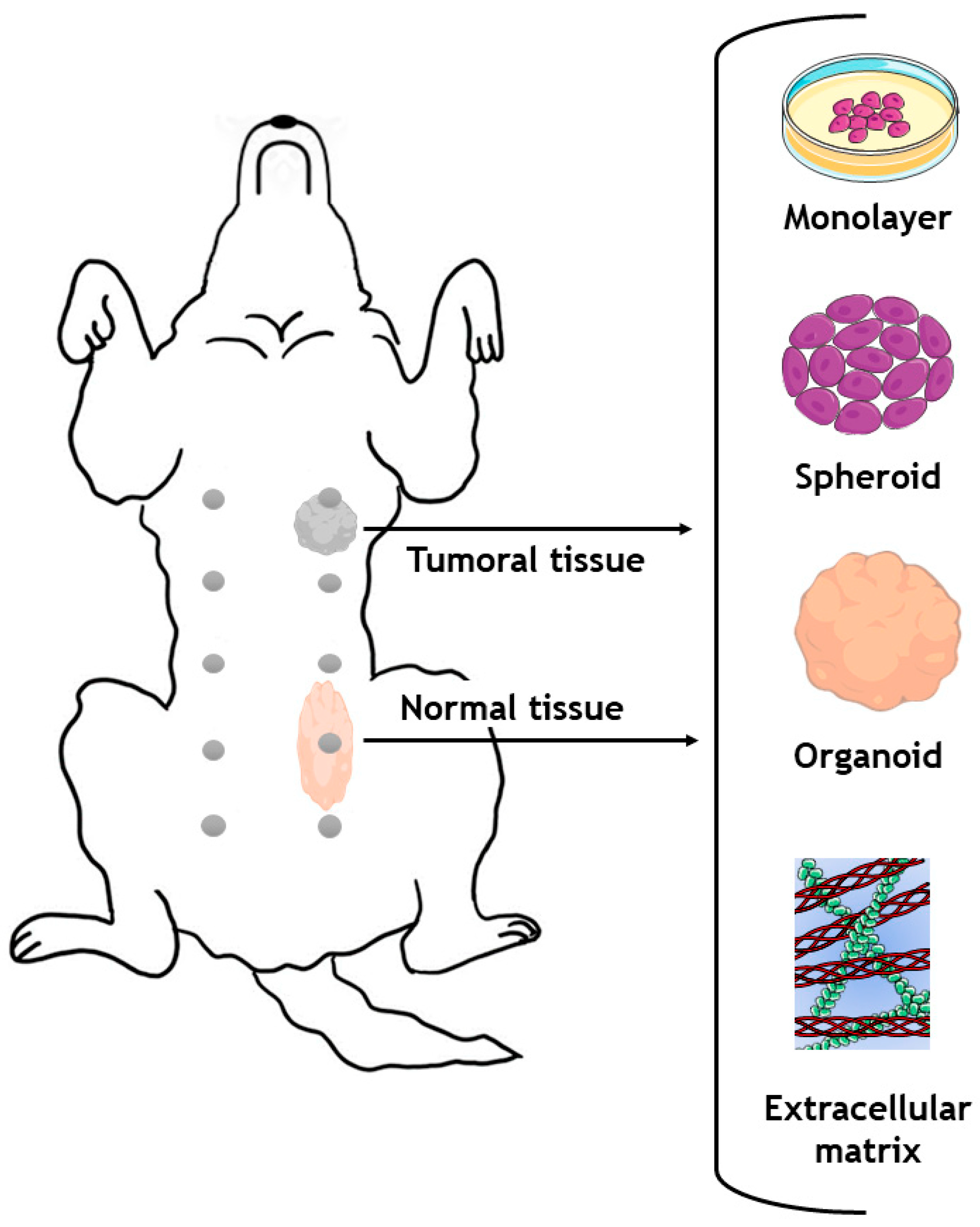 Mammary Glands Of Women Female Dogs And Female Rats Similarities And Mammary Glands Of Women Female Dogs And Female Rats Similarities And