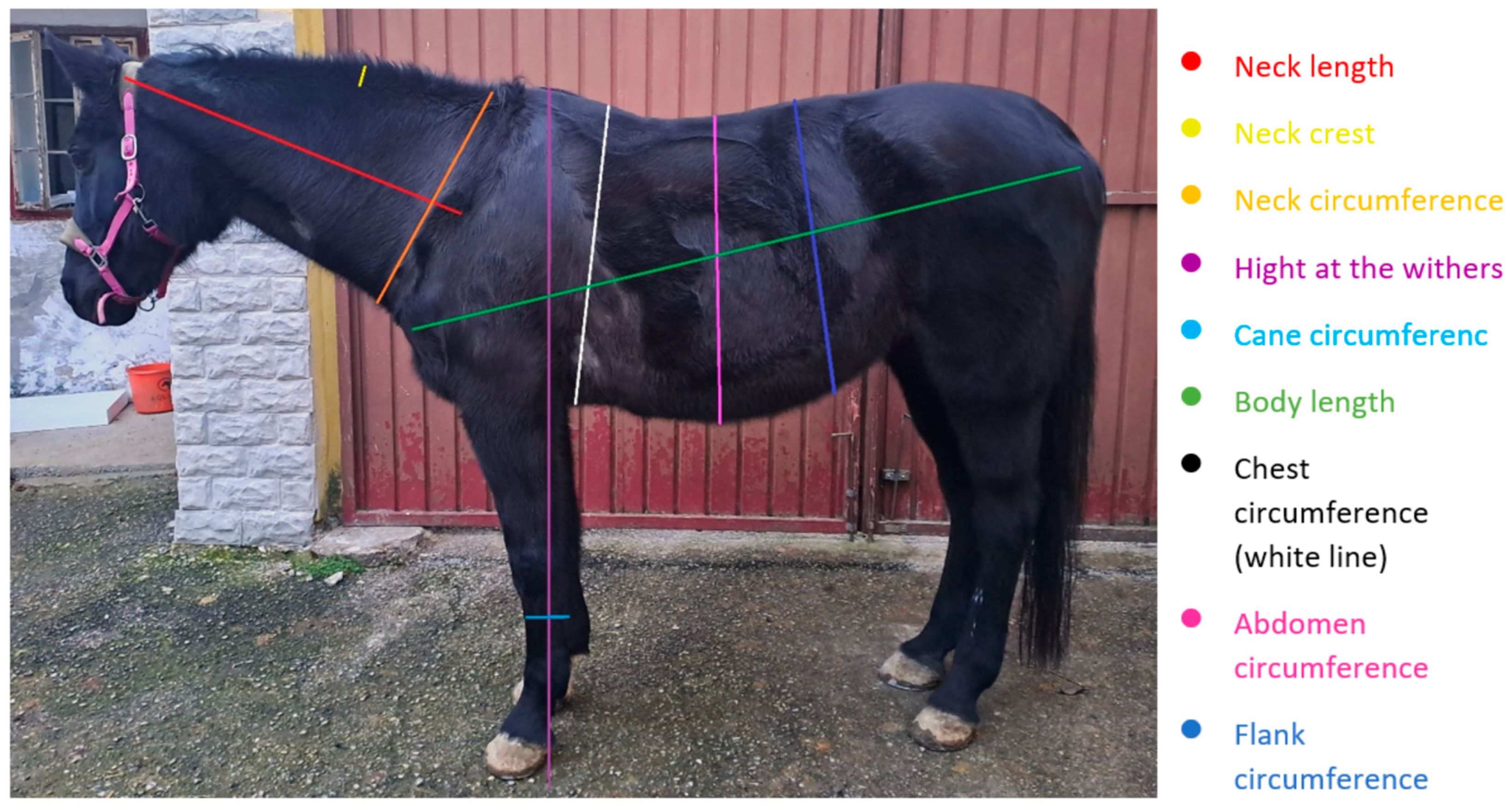 Aluminum Measuring Stick for Horses & Livestock