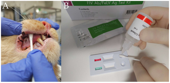 Performance of a Point-of-Care Test Kit (Anigen Rapid®) to Diagnose ...