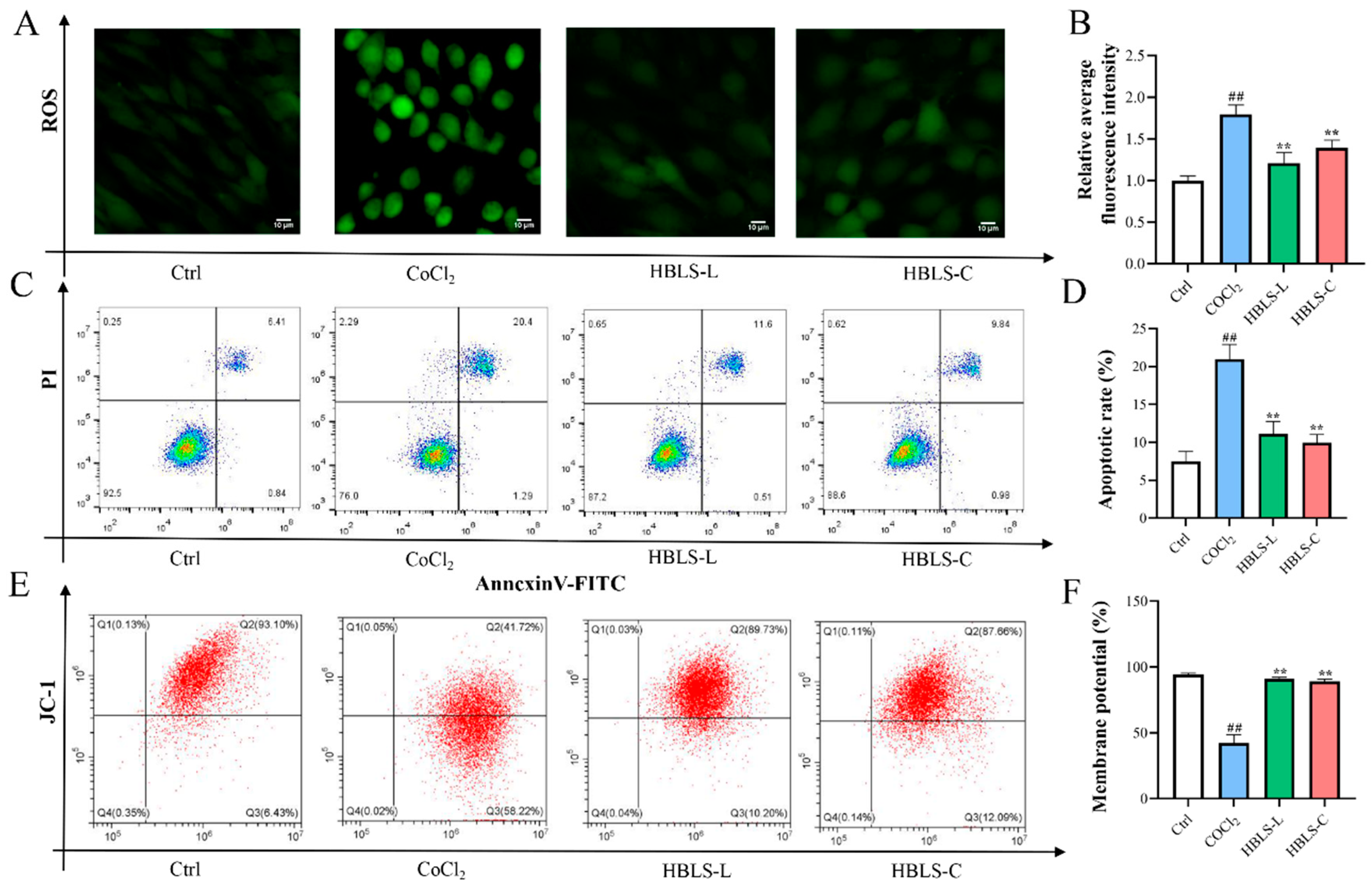 Hong-Bai-Lan-Shen Extract Alleviates the CoCl2-Induced Apoptosis in ...