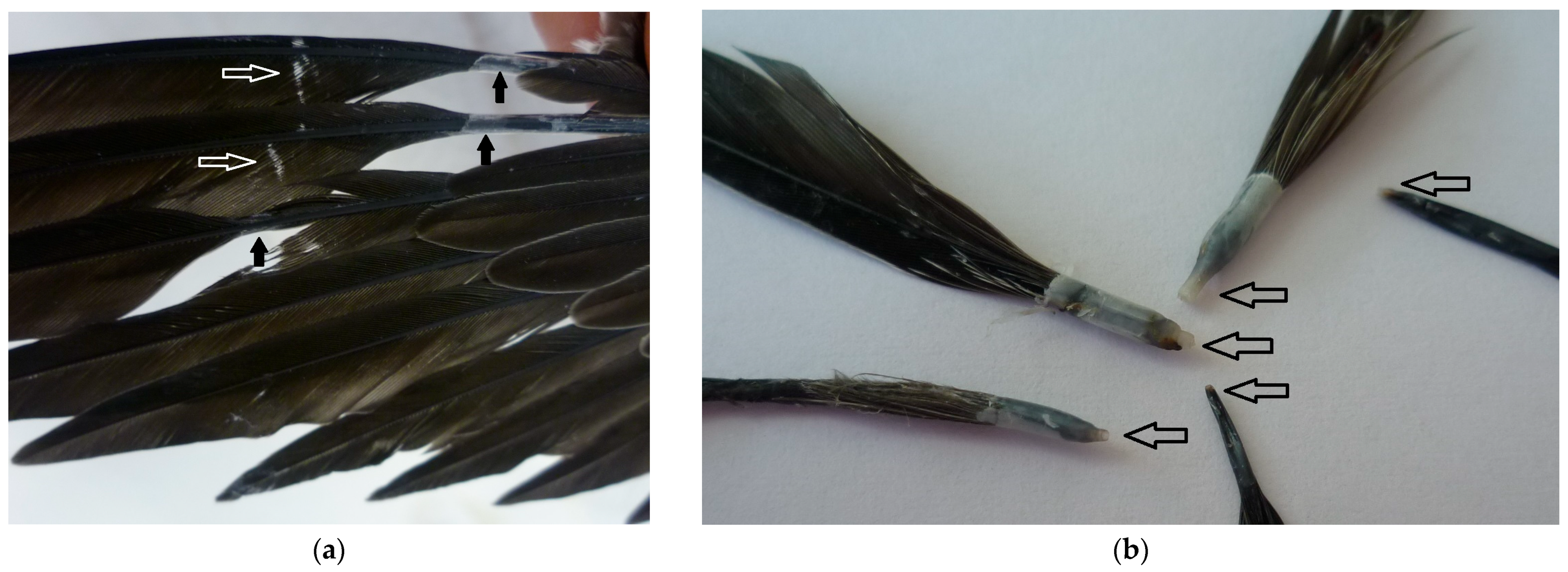 Feather Defects in a Juvenile Common Swift (Apus apus) Associated with ...