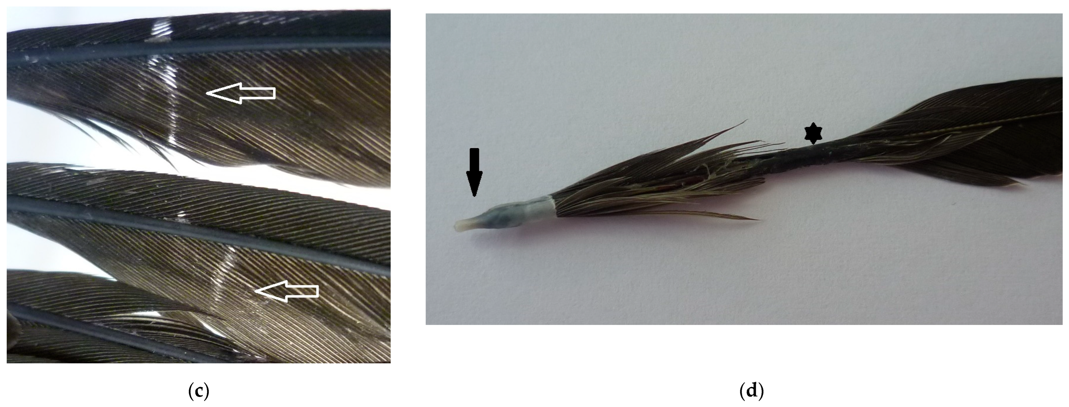 Feather Defects in a Juvenile Common Swift (Apus apus) Associated with ...
