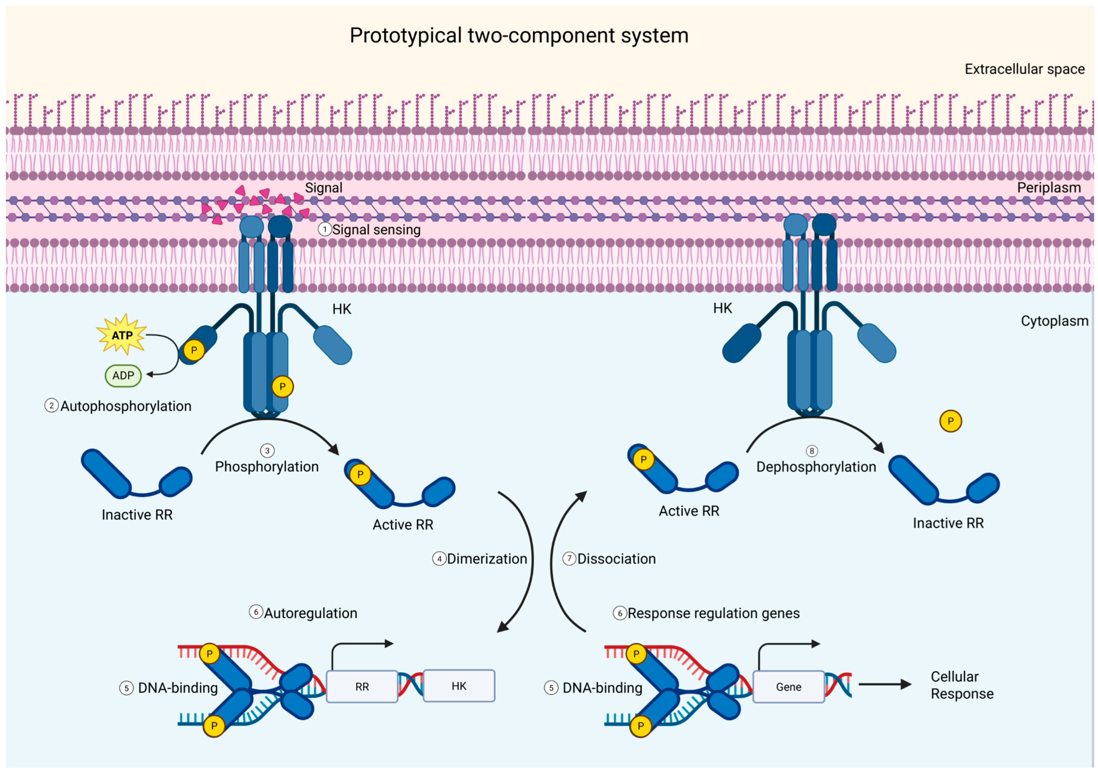 Two-Component Systems in Pasteurellaceae and Their Roles in Virulence
