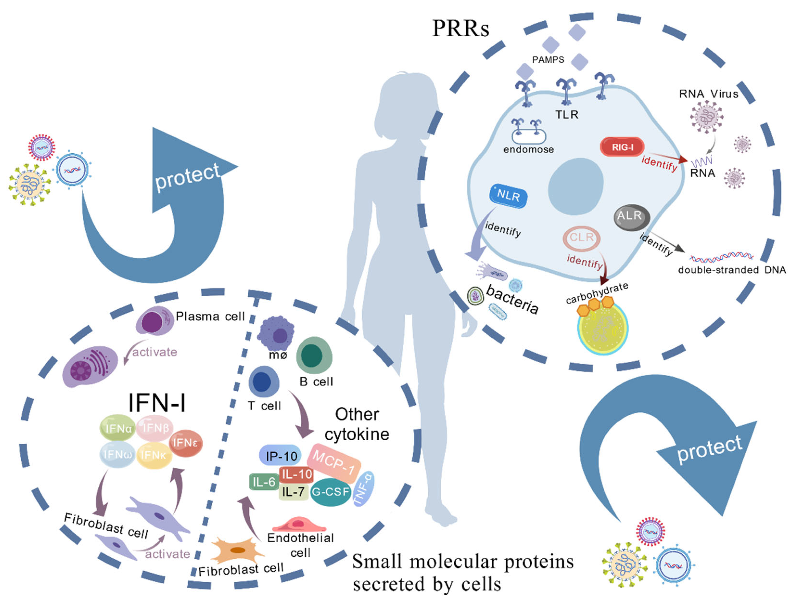 A Comprehensive View on the Mechanisms of Coronavirus Escaping Innate ...