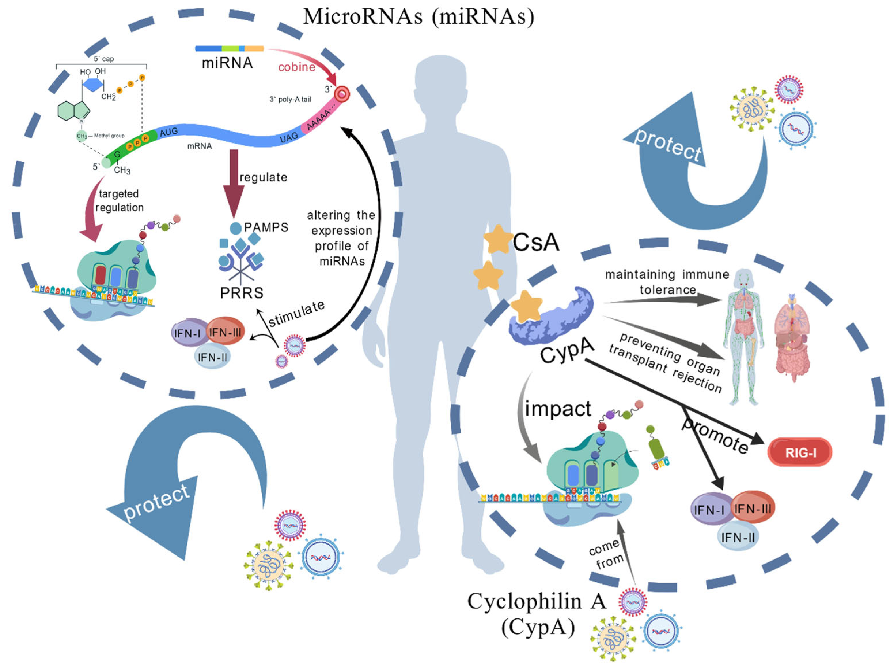 A Comprehensive View on the Mechanisms of Coronavirus Escaping Innate ...
