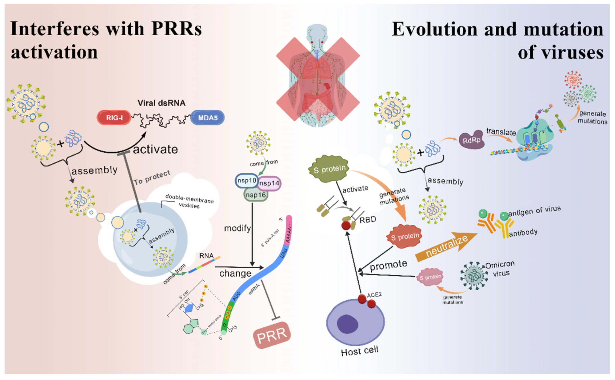 A Comprehensive View on the Mechanisms of Coronavirus Escaping Innate ...