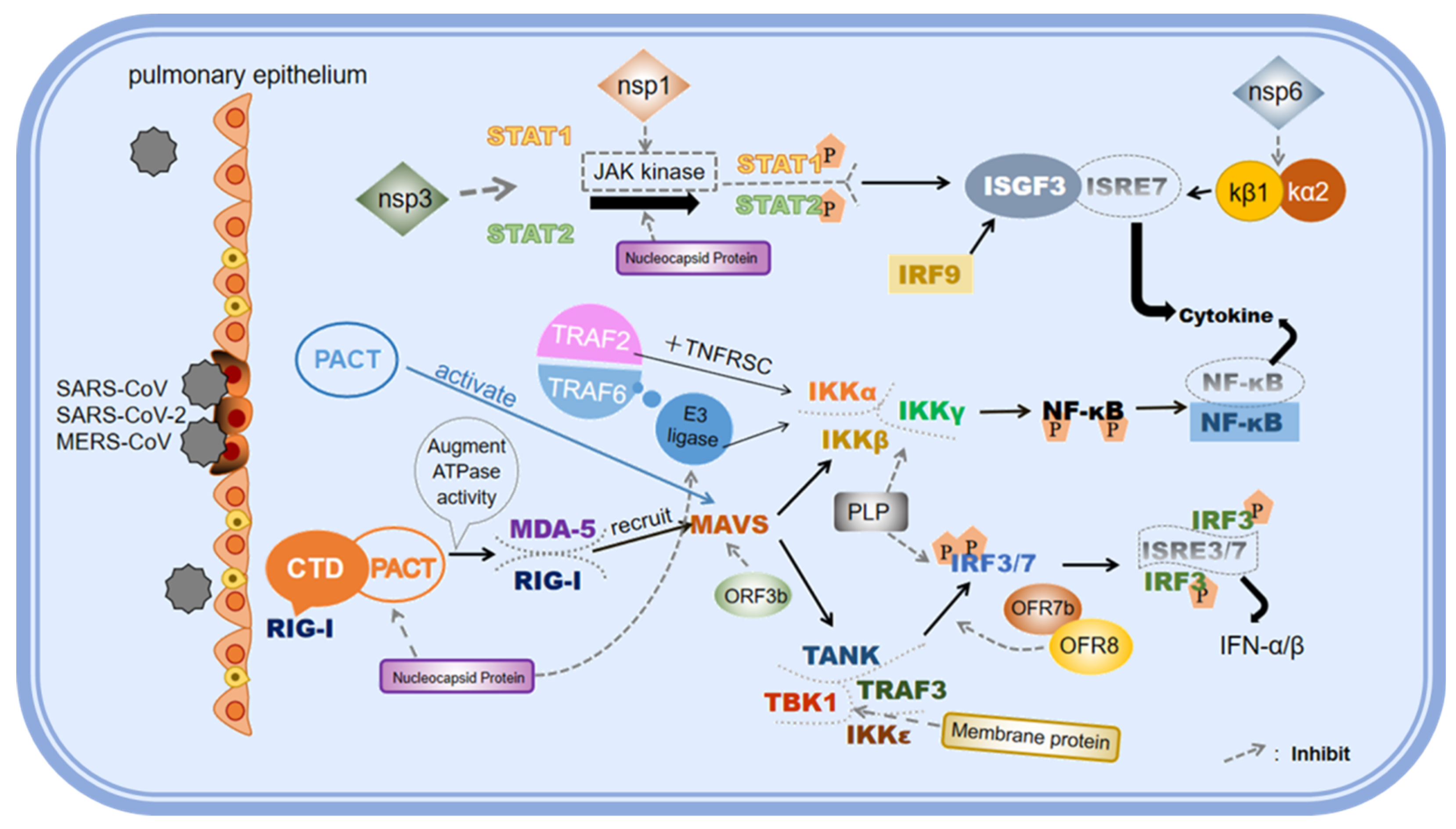 A Comprehensive View on the Mechanisms of Coronavirus Escaping Innate ...
