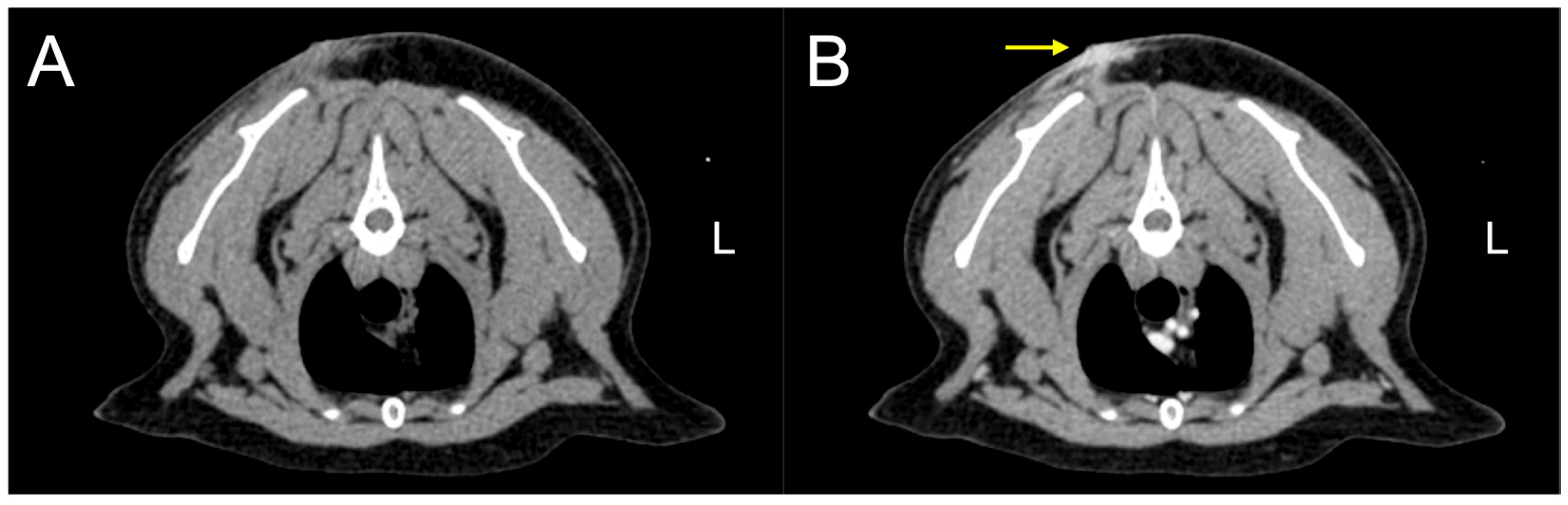 A Rare Case of Malignant Plasmacytoma at a Previous Injection Site in a Cat