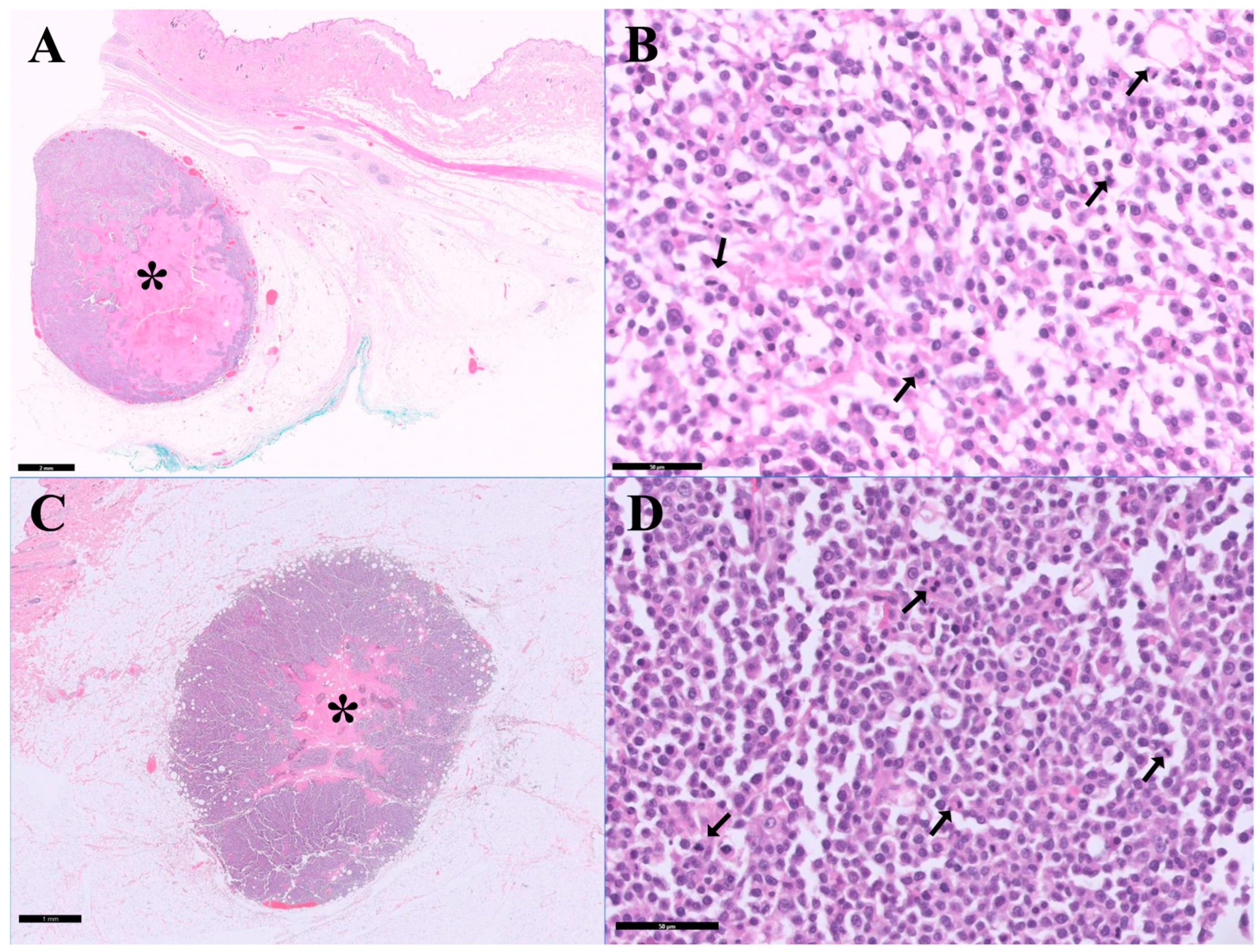 A Rare Case of Malignant Plasmacytoma at a Previous Injection Site in a Cat