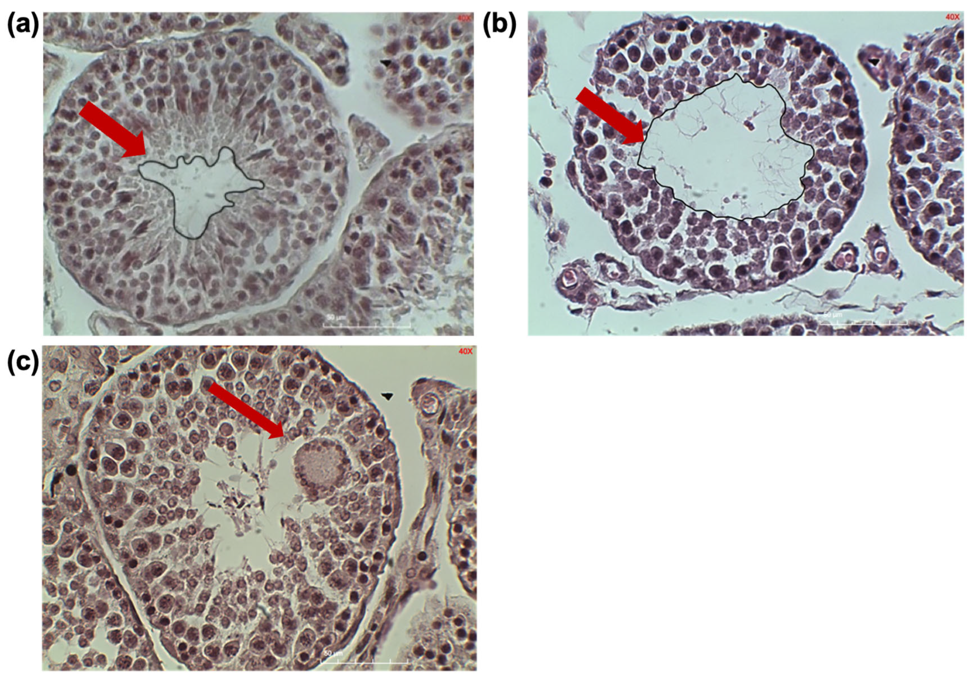 Testecle Problem In Rabbit Chronic Psoroptes ovis Infestation Induces Testicular Degeneration and ...