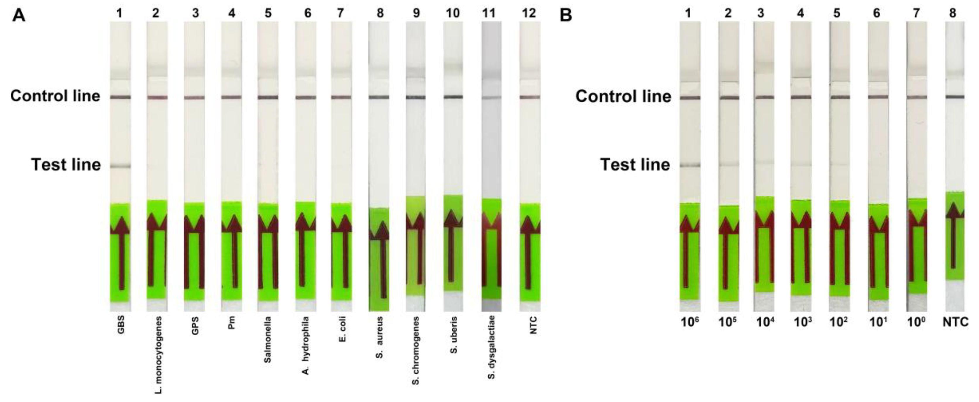 Development and Application of a Dual-Readout RPA-PfAgo System for ...