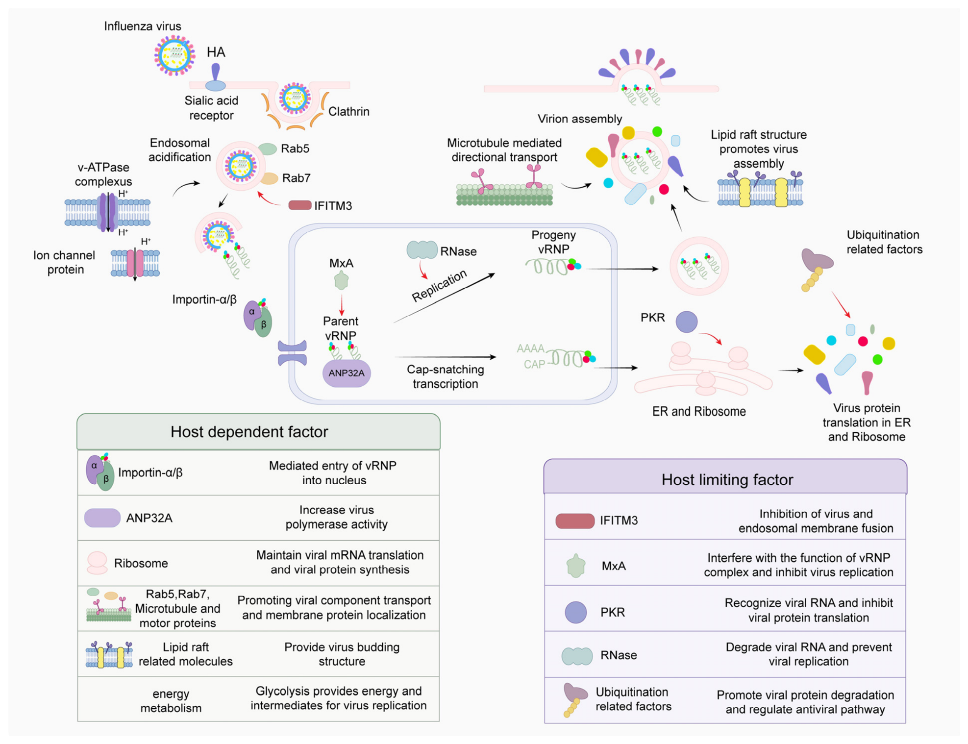 Host-Directed Antiviral Strategies Against Influenza Viruses: Host ...
