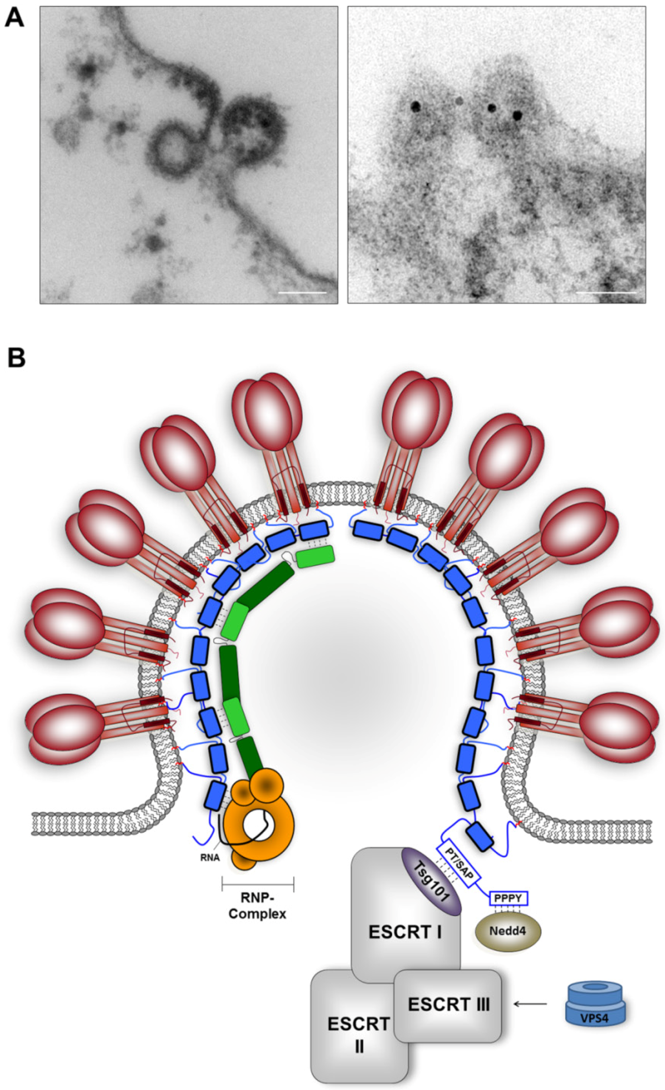 Encyclopedia | Free Full-Text | The Apicomplexan Parasite Toxoplasma gondii