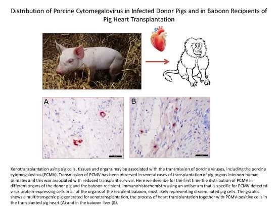 Viruses | Free Full-Text | Distribution of Porcine Cytomegalovirus in  Infected Donor Pigs and in Baboon Recipients of Pig Heart Transplantation