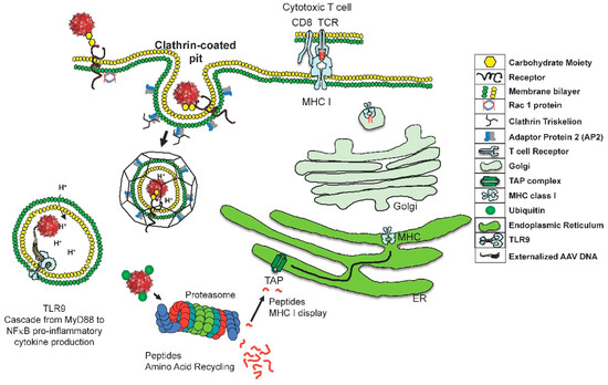 Adeno-Associated Virus (AAV) Versus Immune Response