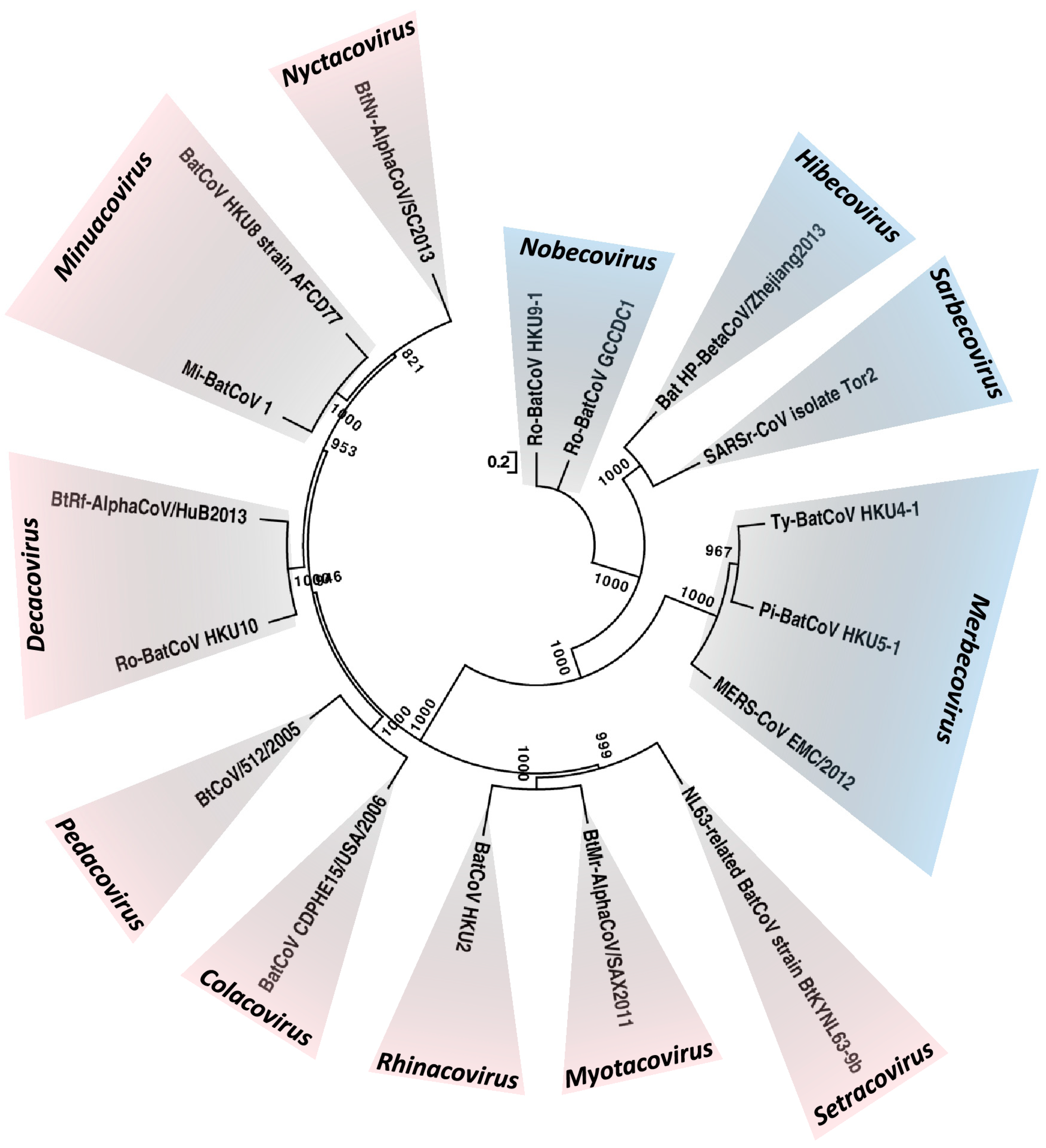 Phylogenetic analysis of bat betacoronavirus (A) and bat rotavirus (RV)