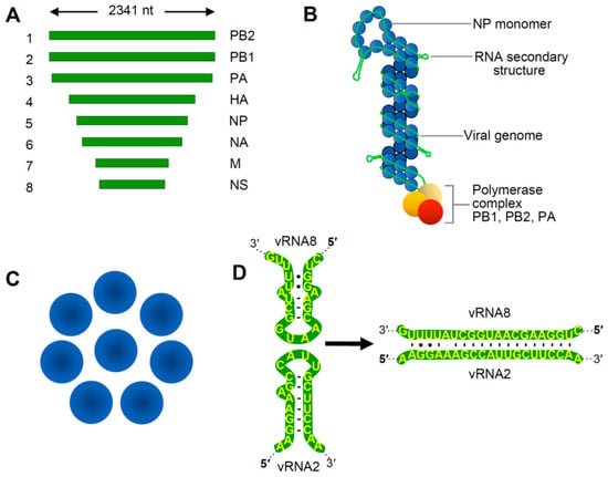 Viruses | Free Full-Text | Trans-Acting RNA–RNA Interactions in Segmented  RNA Viruses