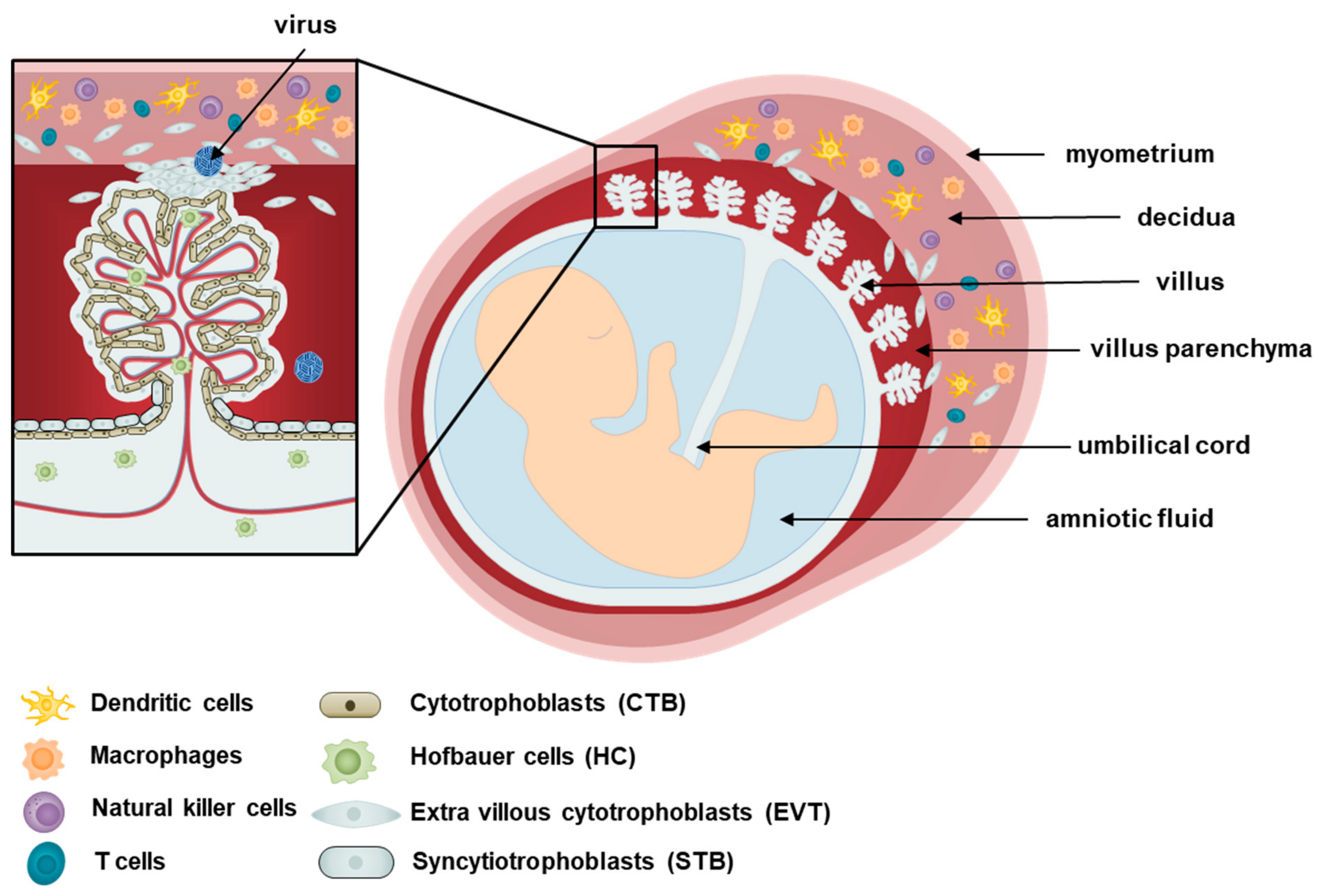 Viruses | Free Full-Text | Recent Updates on Research Models and Tools to  Study Virus–Host Interactions at the Placenta