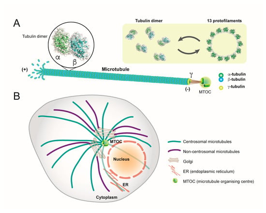 Viruses | Free Full-Text | Microtubules in Influenza Virus Entry and Egress