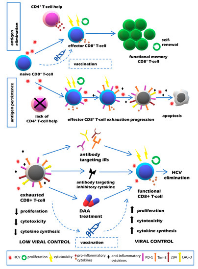 Reversal of T Cell Exhaustion in Chronic HCV Infection