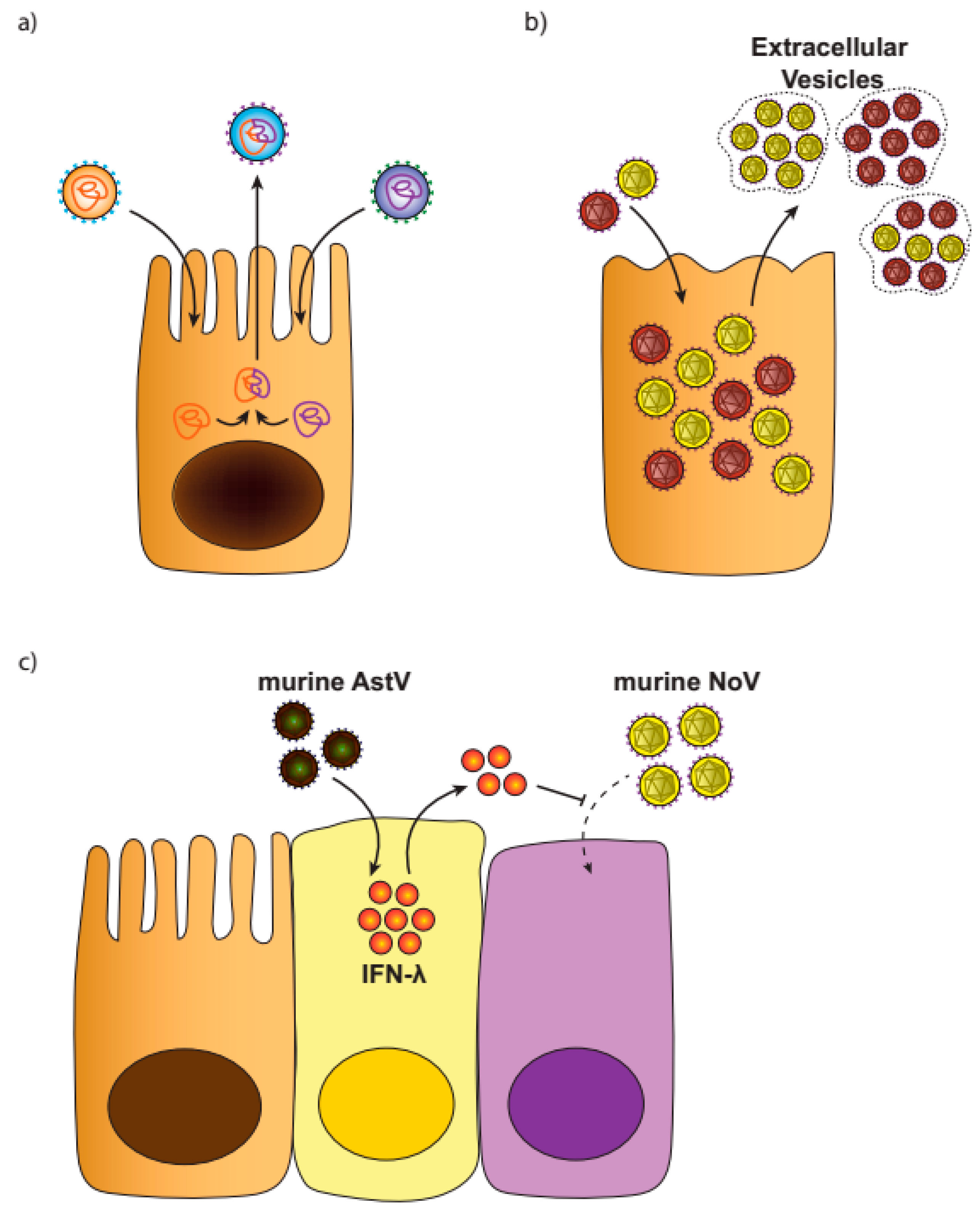 Viruses | Free Full-Text | Enteric Viral Co-Infections: Pathogenesis and  Perspective