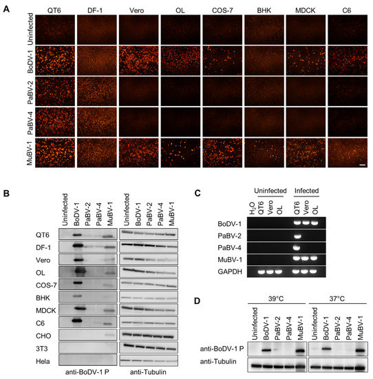 Evolutionary Selection of the Nuclear Localization Signal in the Viral