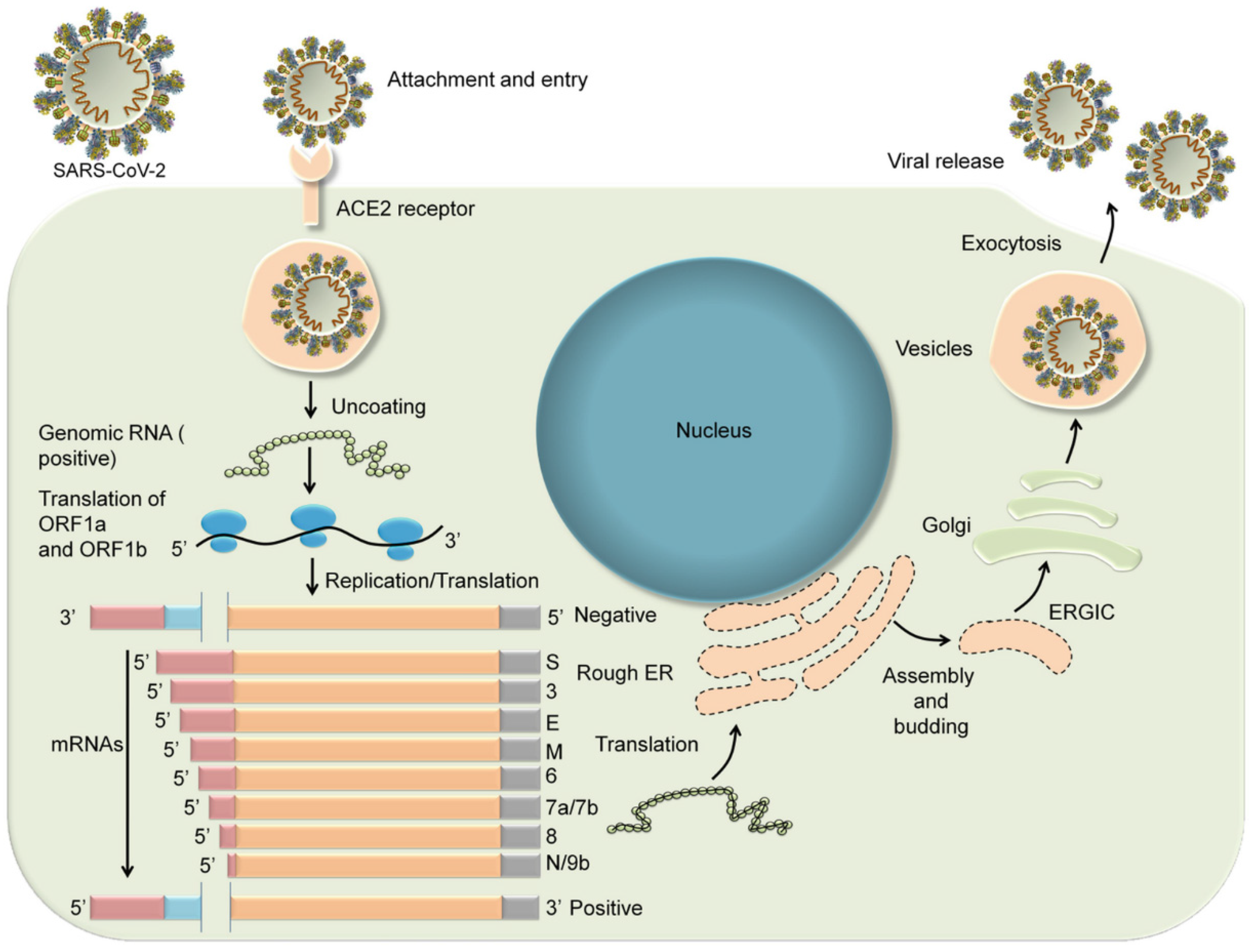 Рнк cov 2. РНК coronavirus SARS-cov-2. Репликация вируса SARS-cov-2. Строение коронавируса SARS-cov-2. РНК SARS-cov-2 Covid-19.