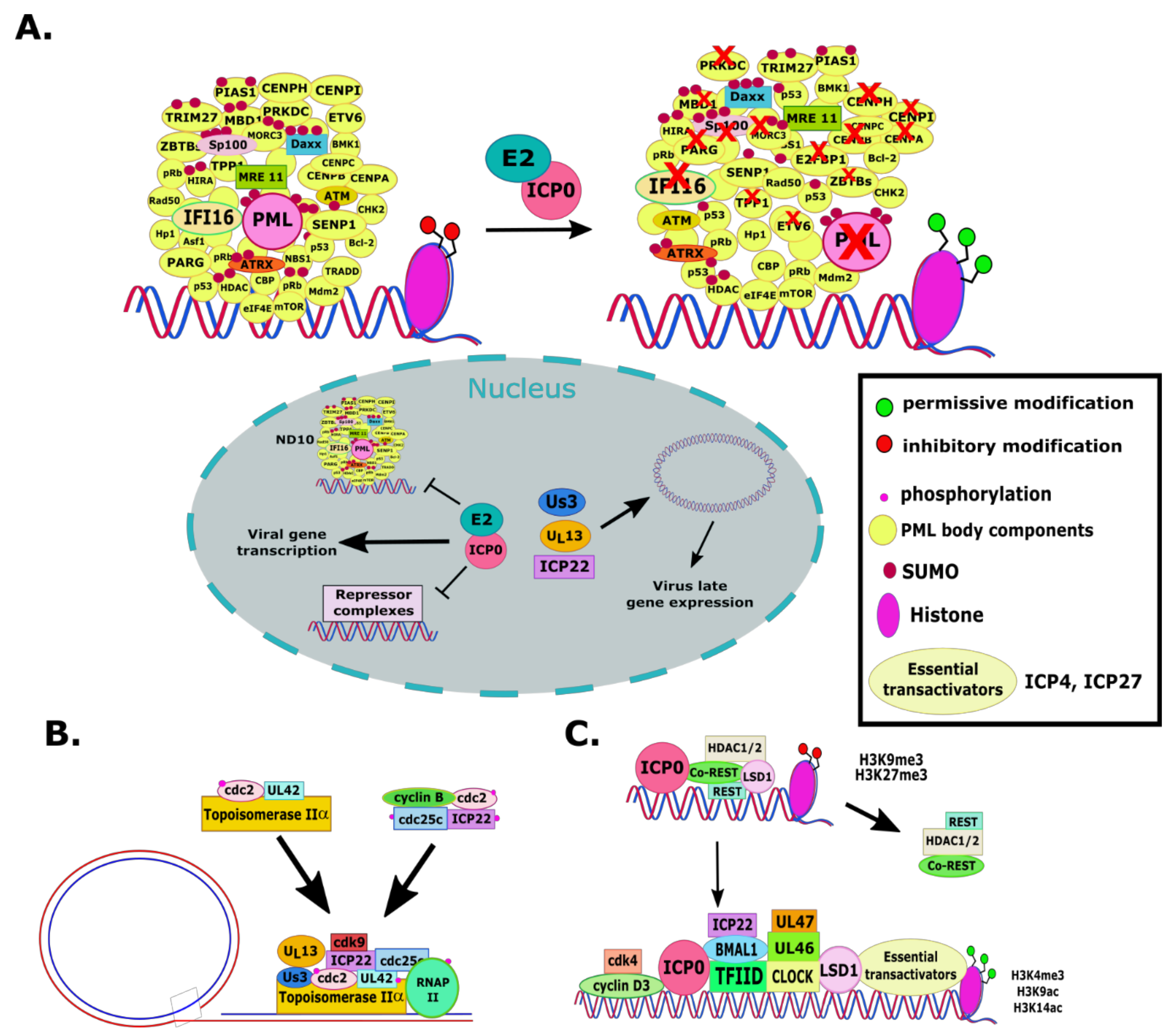 Herpes simplex virus enhances chemokine function through modulation of  receptor trafficking and oligomerization