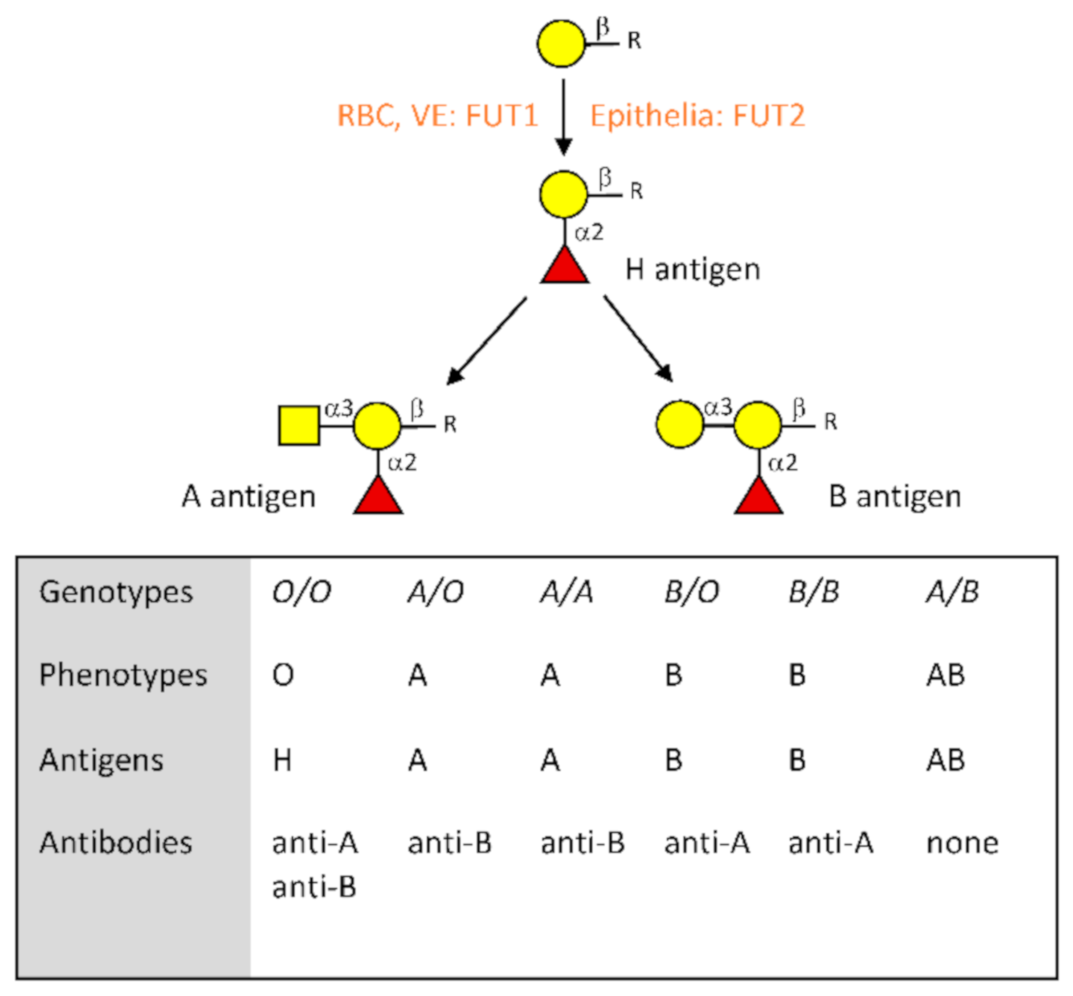 ABO and Rh blood group profile in males, females, and neonates