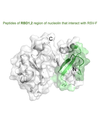 Viruses | Free Full-Text | Identification of RSV Fusion Protein