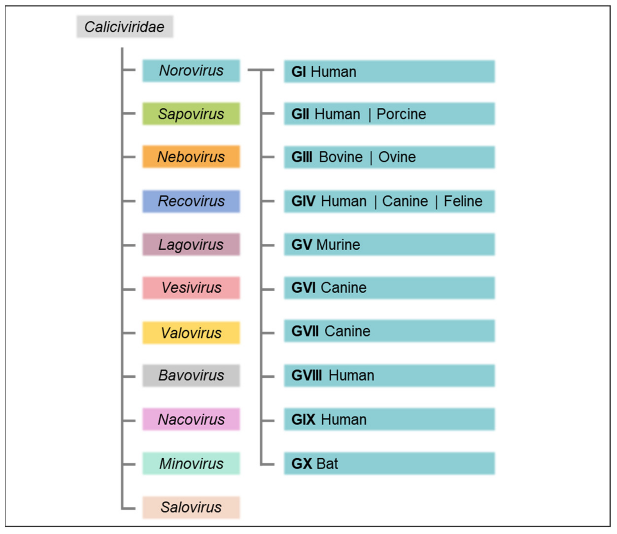 Norovirus AndreaConstance