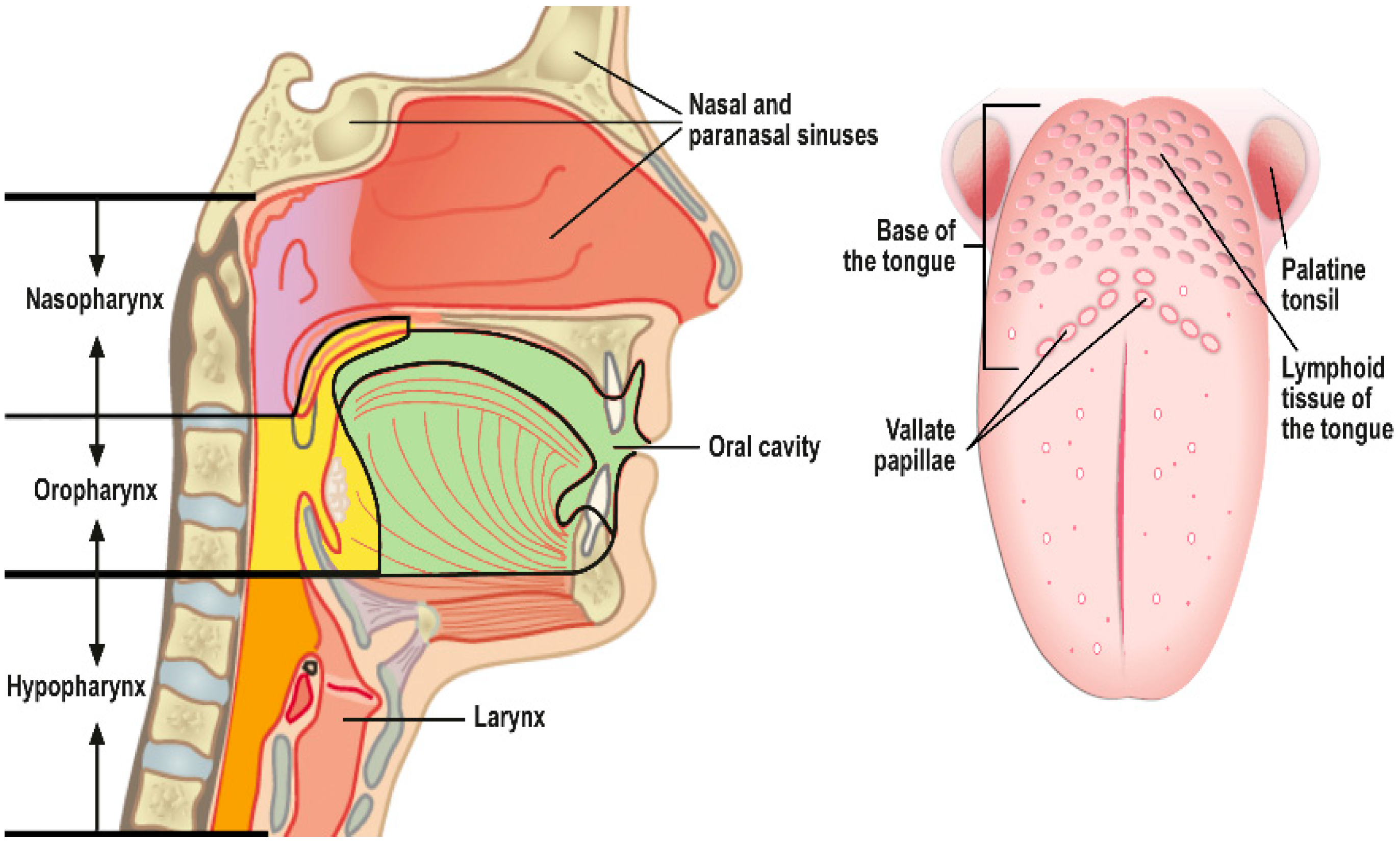 nasal papilloma treatment